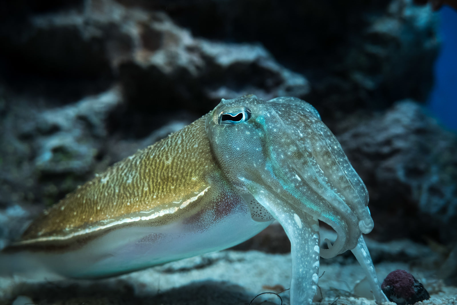 「海底付近を泳ぐイカ」の写真