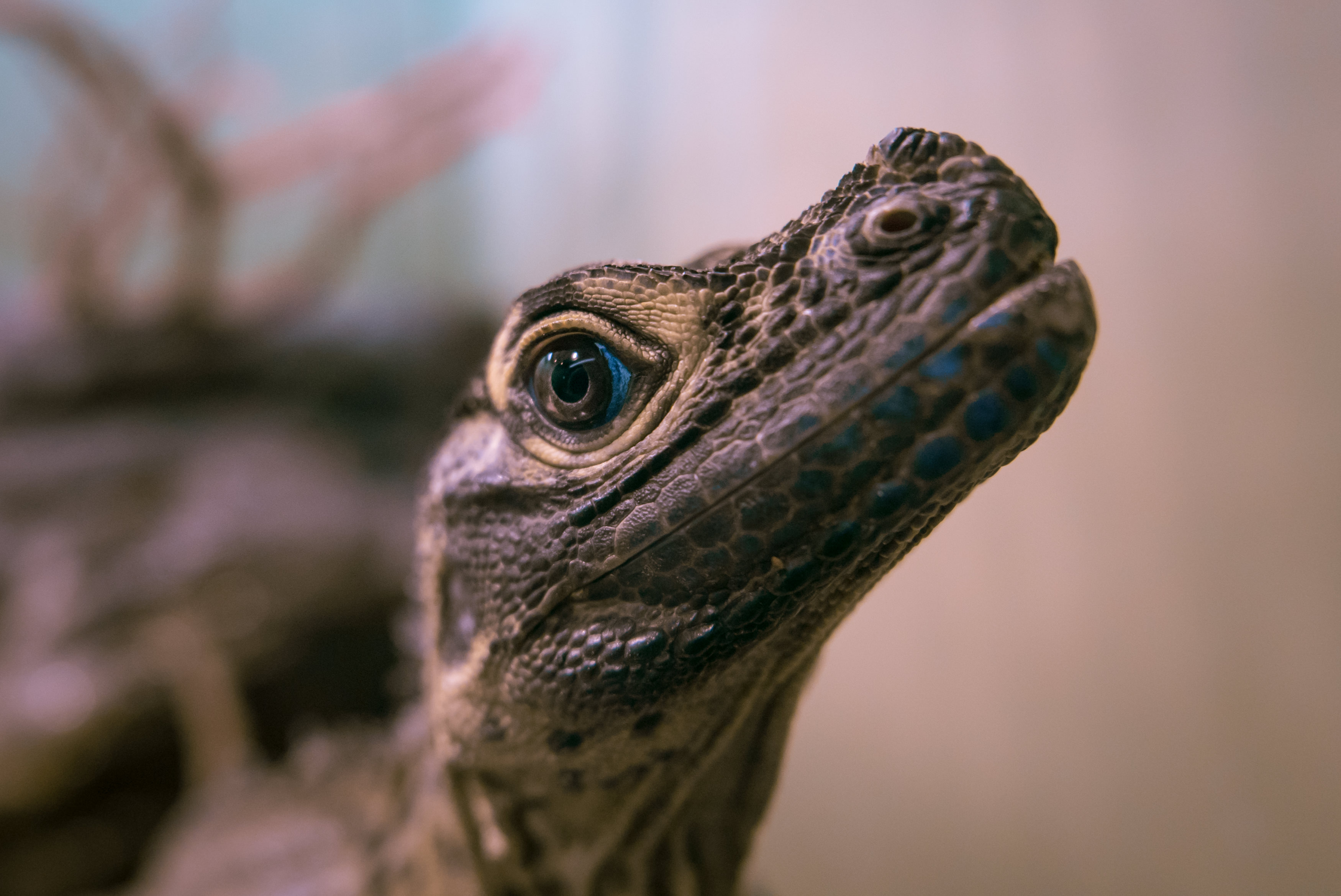 上を見上げる青い瞳の爬虫類動物の写真素材 ぱくたそ