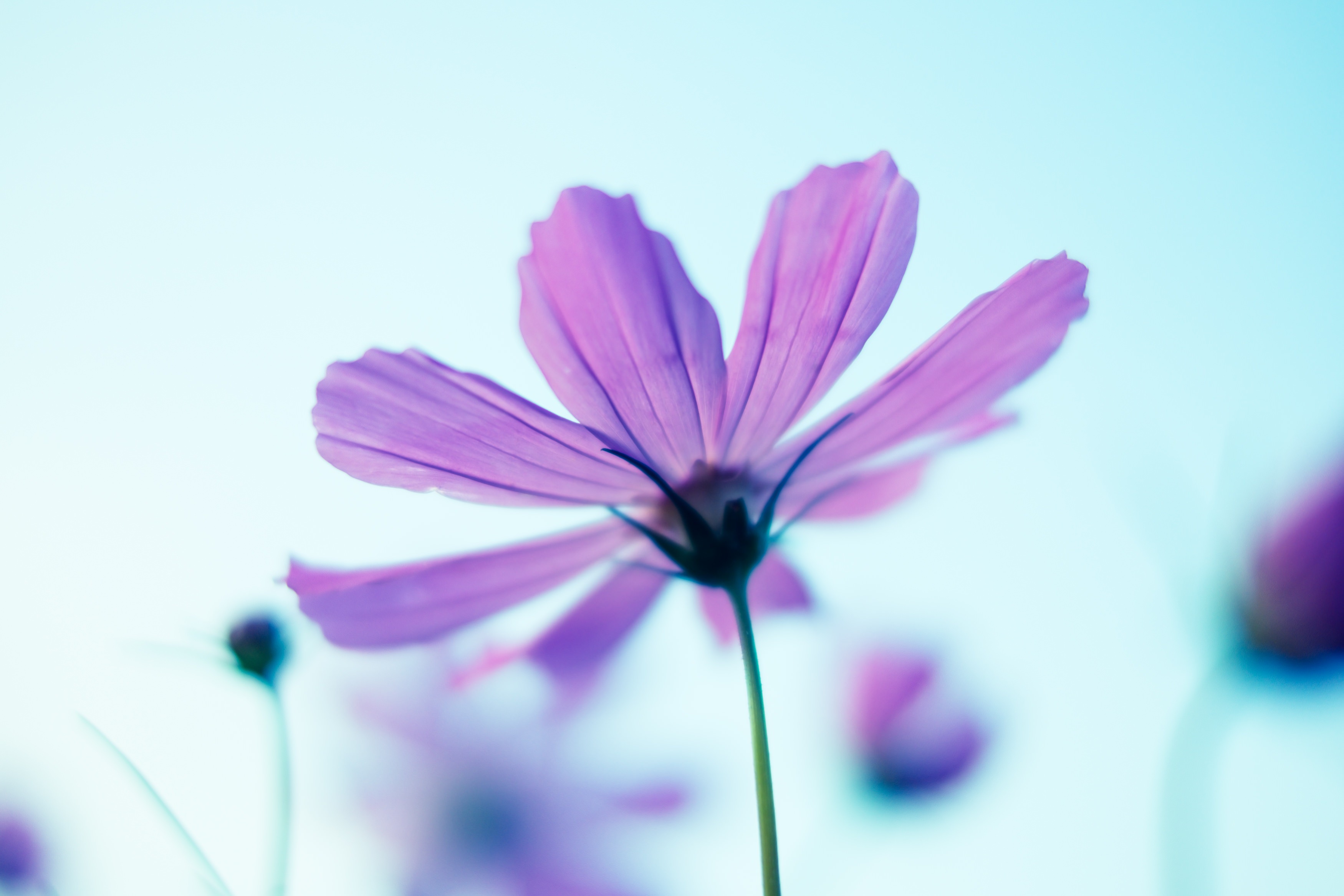 コスモスの花と空の写真素材 ぱくたそ