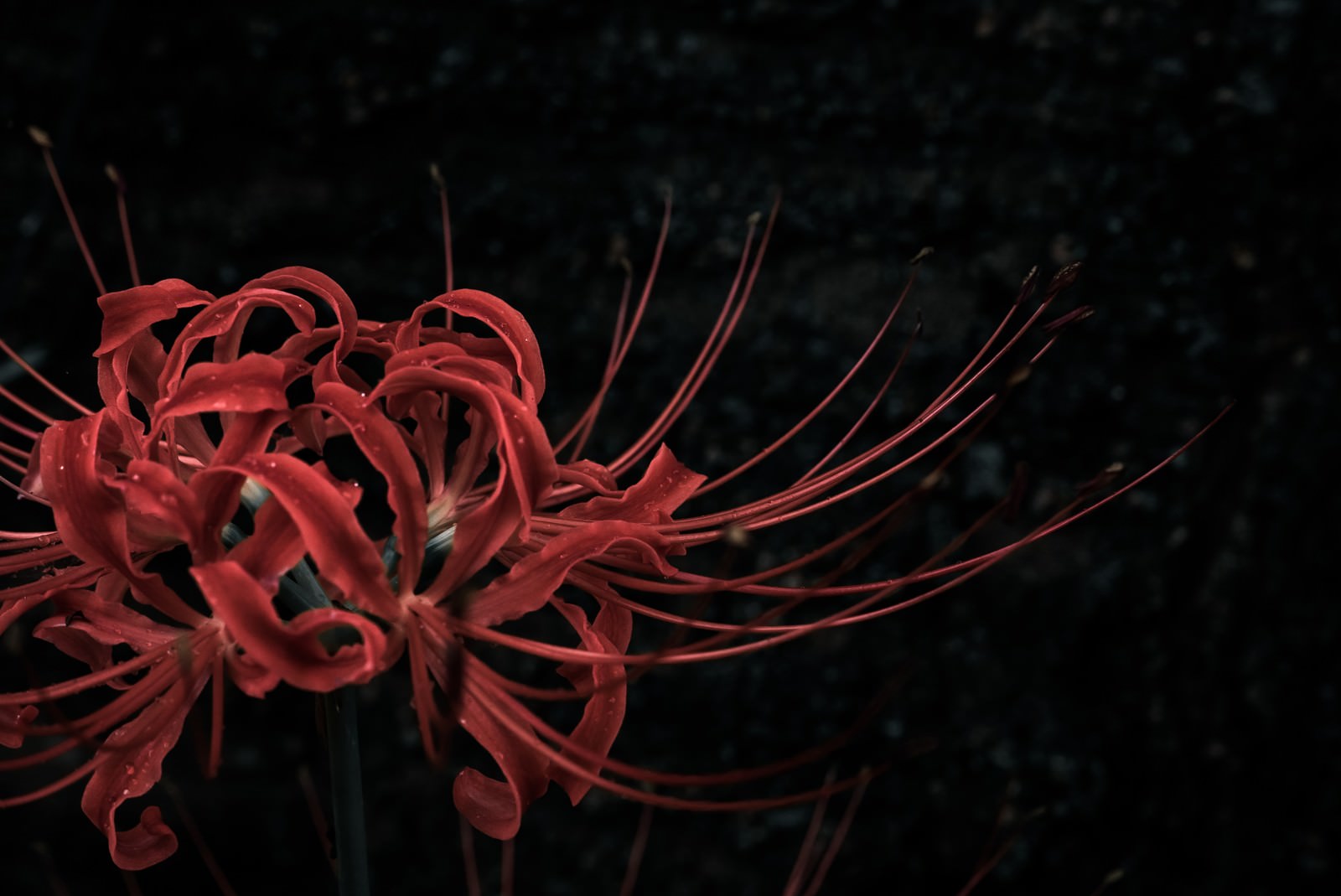 「暗闇に咲くヒガンバナ」の写真
