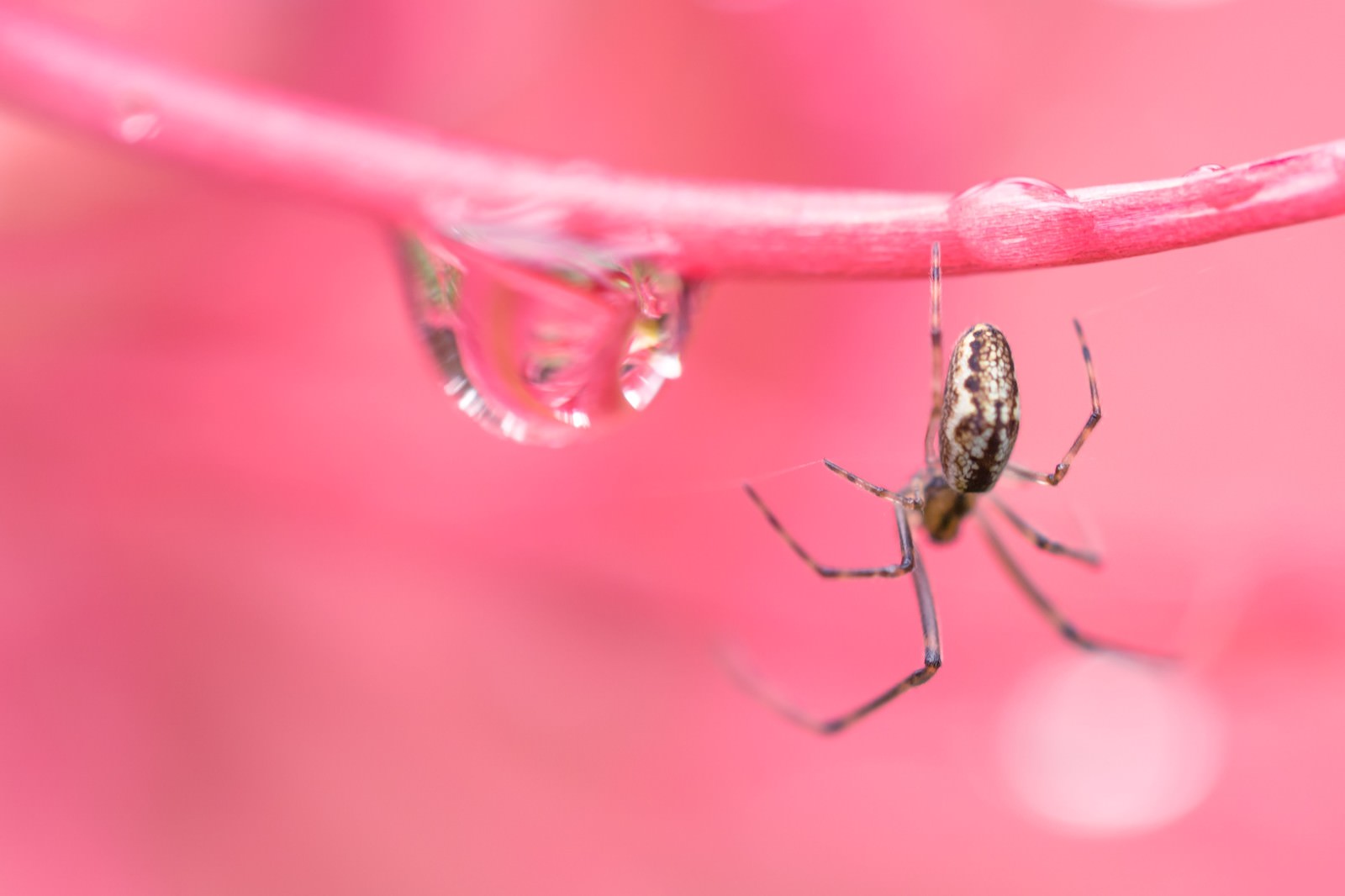 ãæ°´æ»´ã¨èèï¼ãã¯ã­æ®å½±ï¼æ°´æ»´ã¨èèï¼ãã¯ã­æ®å½±ï¼ãã®ããªã¼åçç´ æãæ¡å¤§