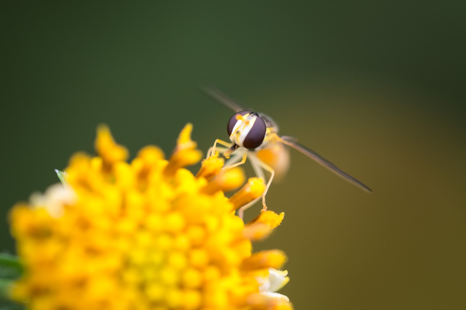 花粉を運ぶ虻の無料の写真素材 フリー素材 をダウンロード ぱくたそ 花粉を運ぶ虻の無料の写真素材 フリー素材 をダウンロード ぱくたそ