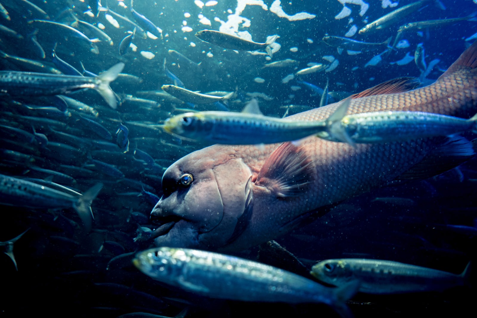 魚群の中の写真 画像 を無料ダウンロード フリー素材のぱくたそ