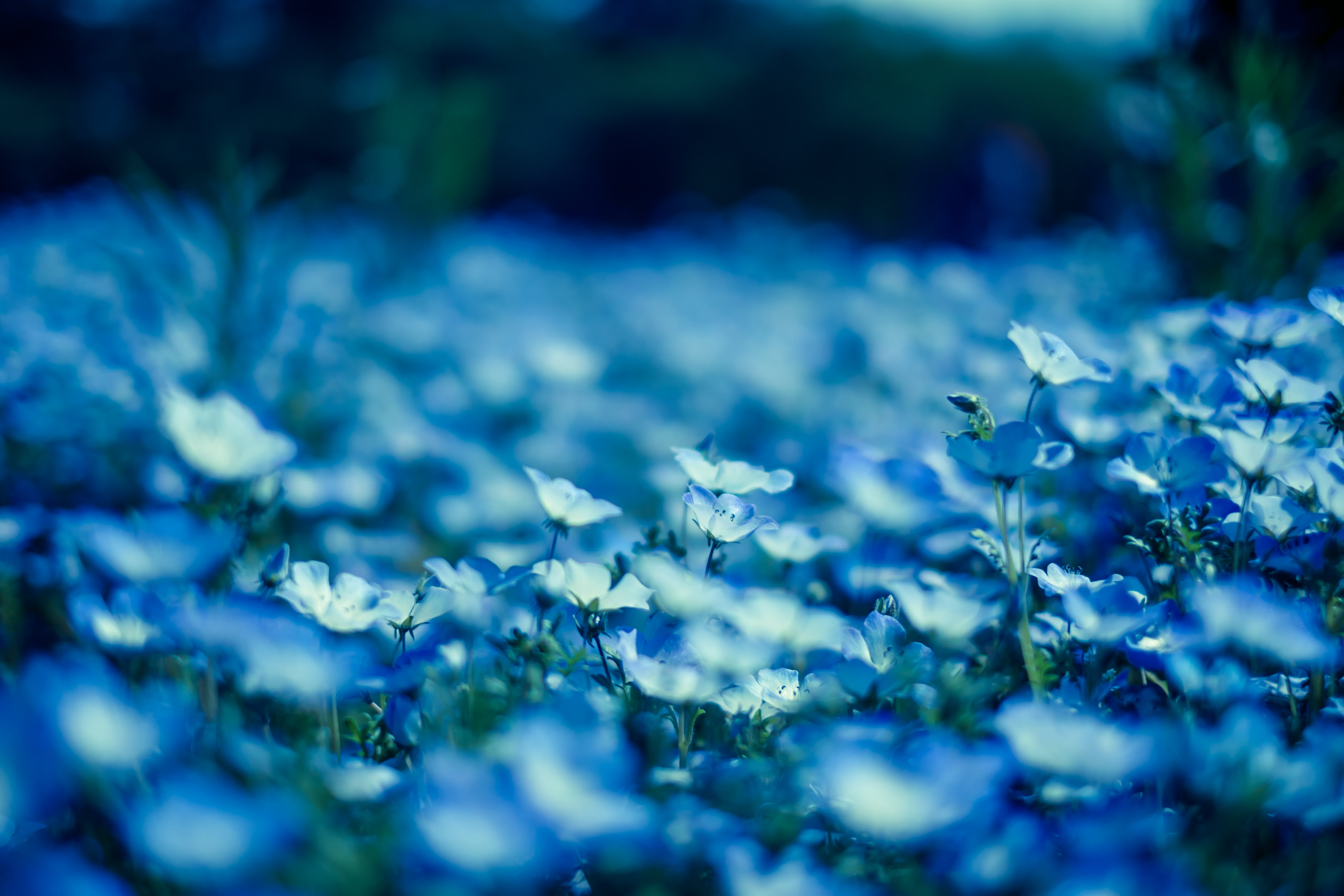 ネモフィラの花の写真を無料ダウンロード フリー素材 ぱくたそ