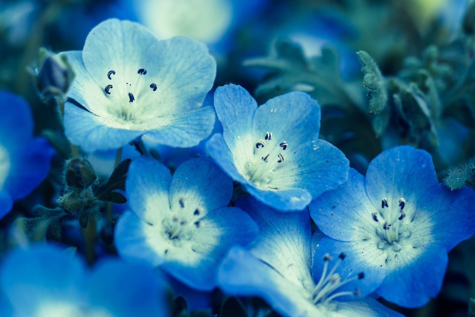 青いネモフィラの花の写真素材 ぱくたそ