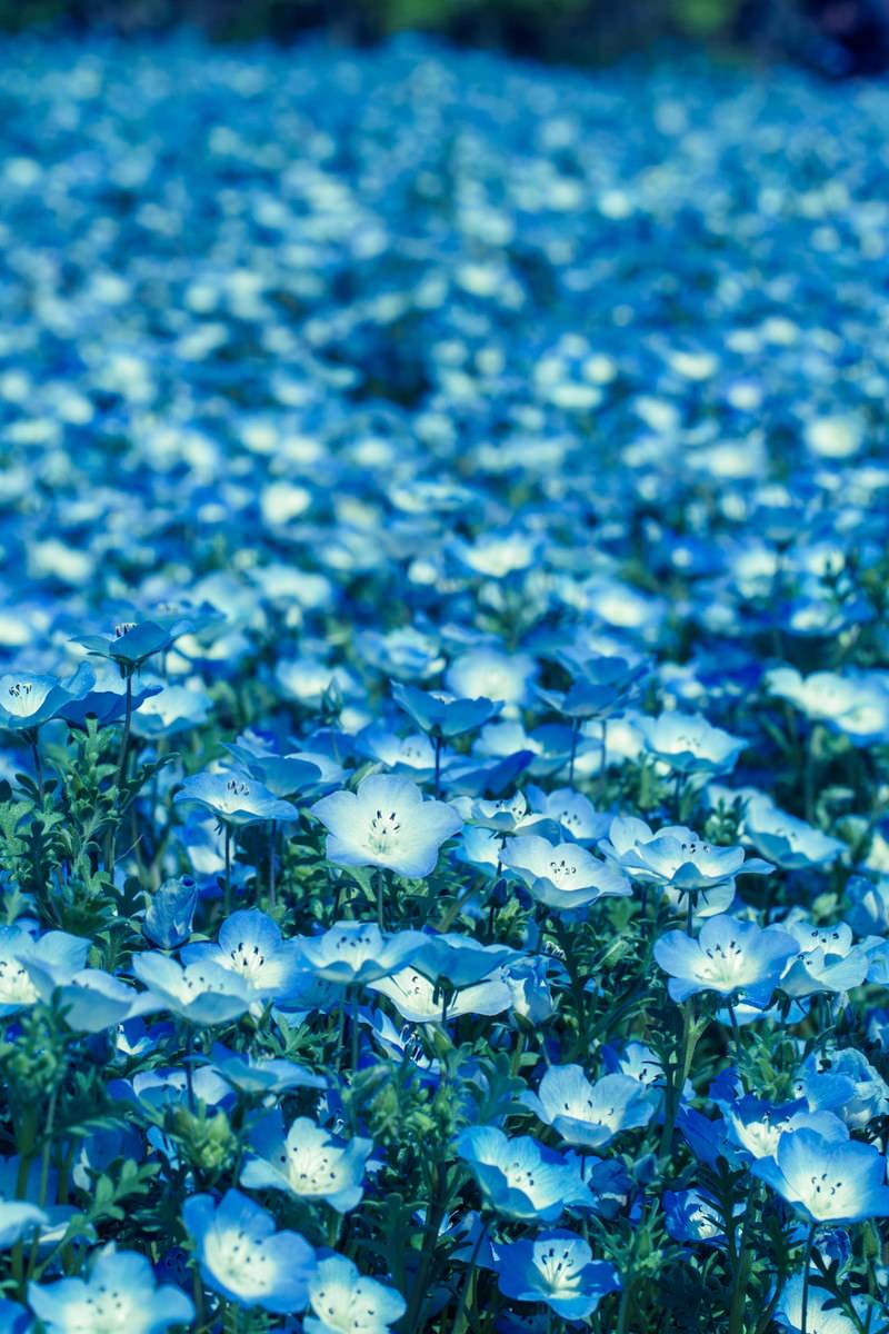 すべての花の画像 50 素晴らしいネモフィラ 壁紙 Iphone