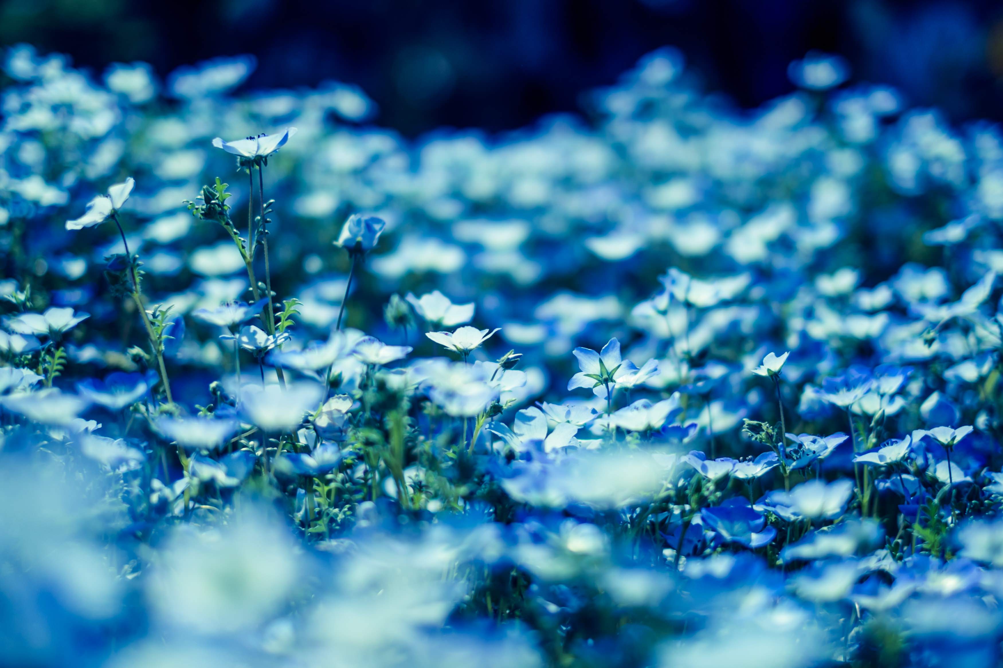 青いネモフィラの花の写真 画像 フリー素材 ぱくたそ