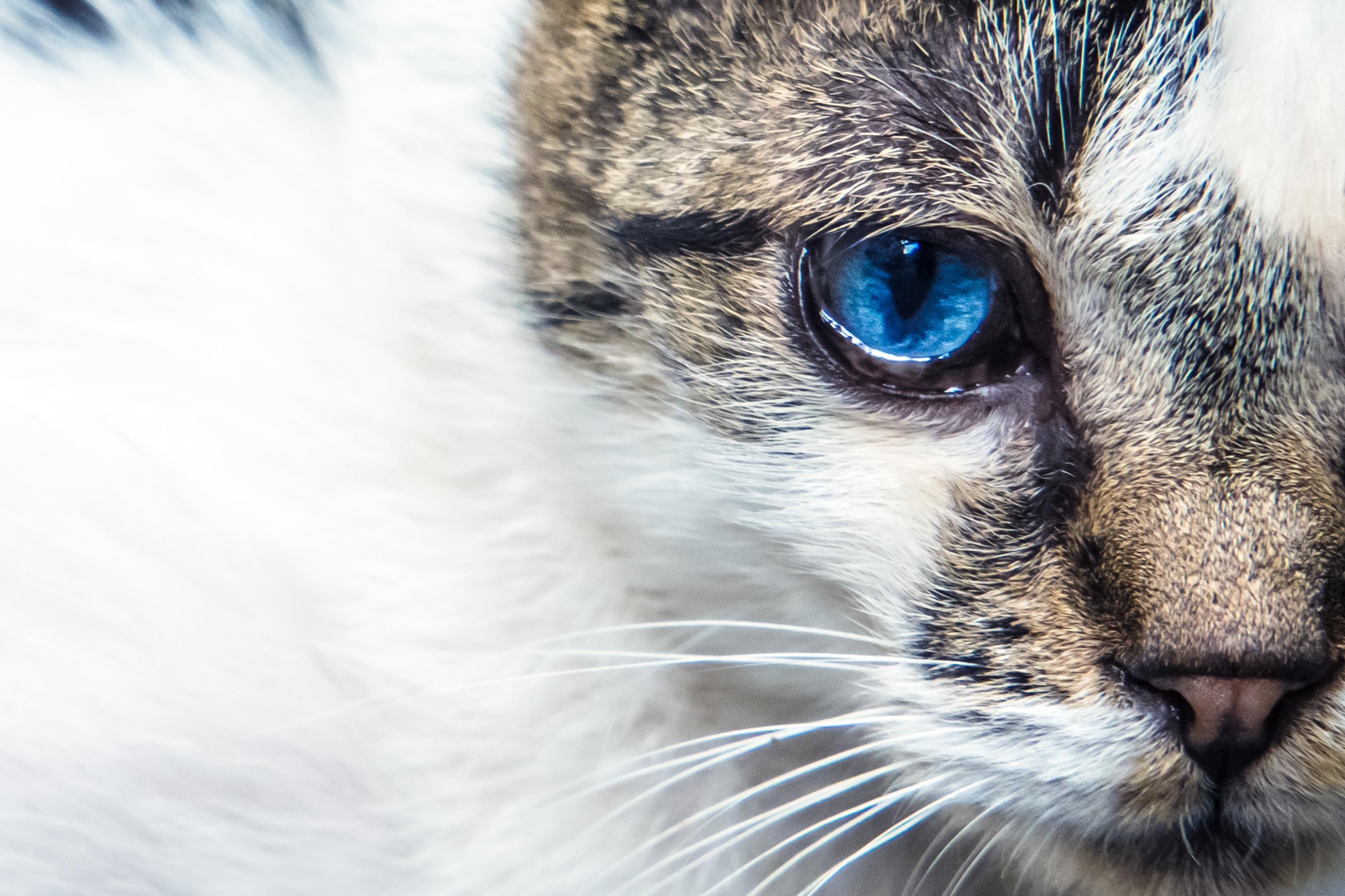 蒼眼の猫の写真を無料ダウンロード フリー素材 ぱくたそ