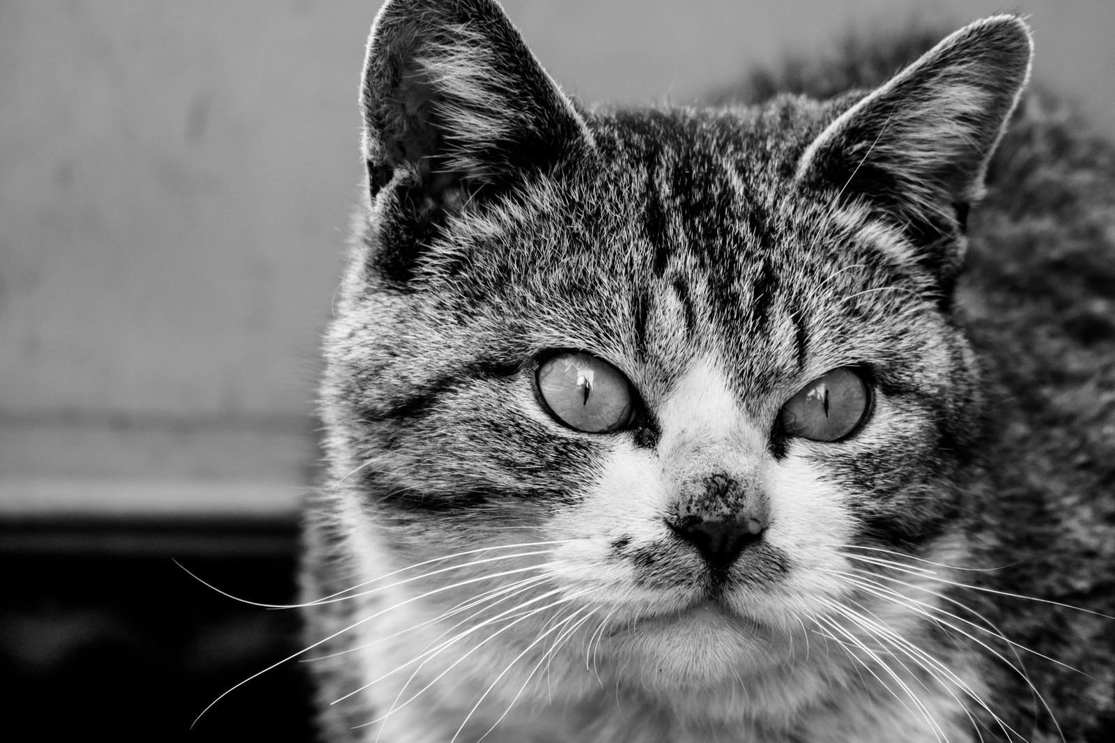 何かを見てしまった猫の写真を無料ダウンロード フリー素材 ぱくたそ