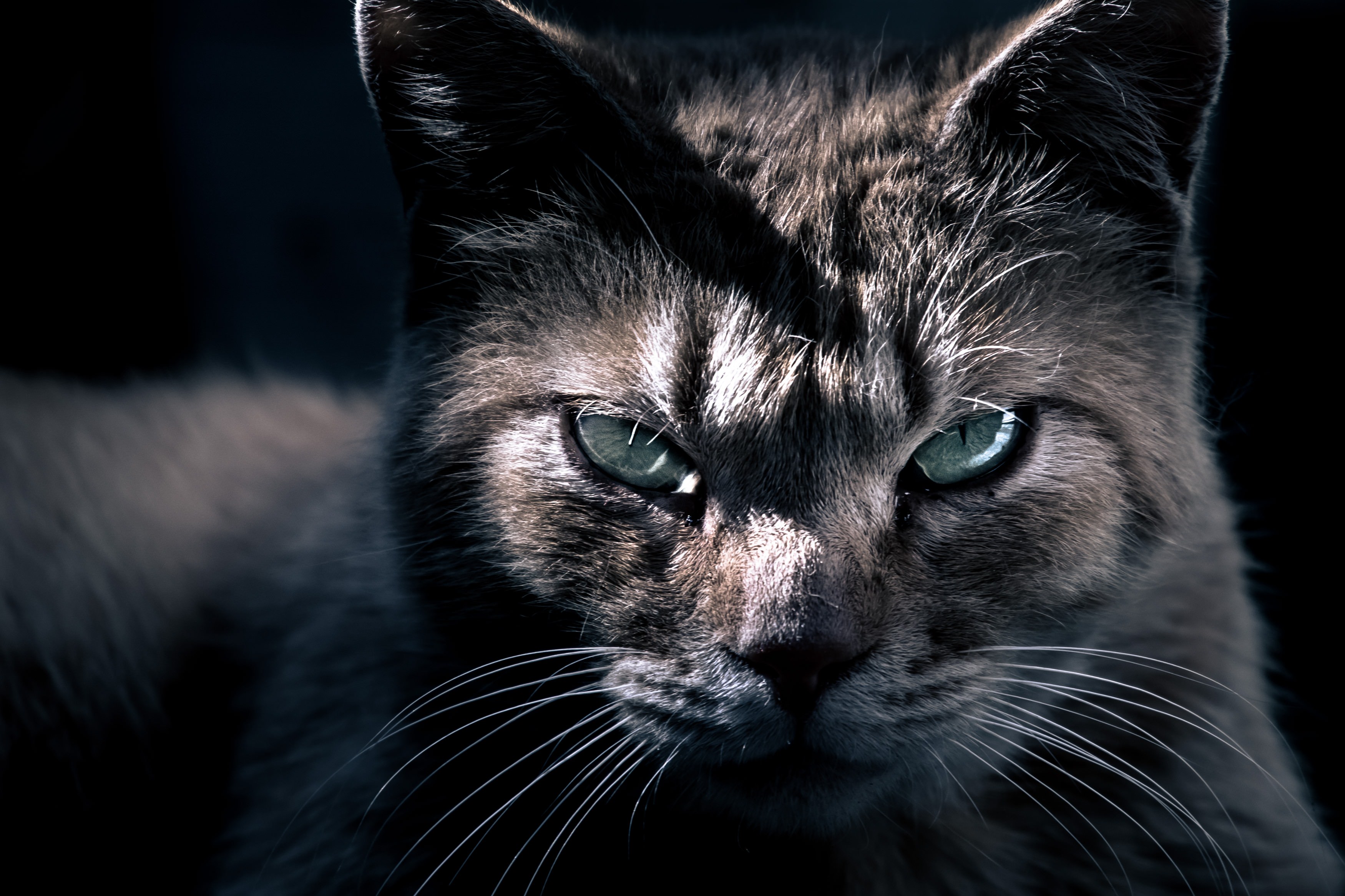 眼光の鋭い猫の写真素材 ぱくたそ