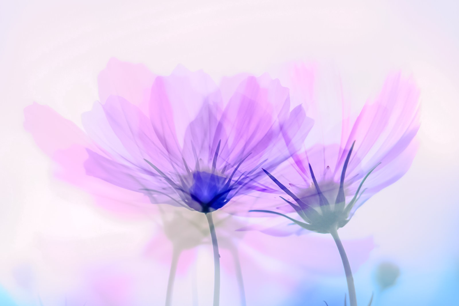 「かさなりあうコスモスの花（フォトモンタージュ） | フリー素材のぱくたそ」の写真