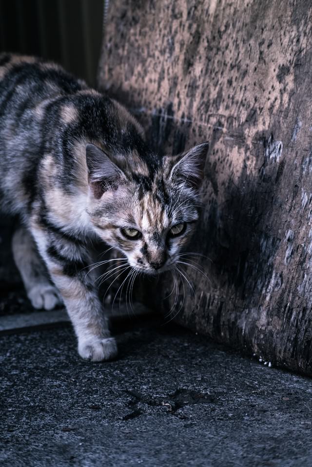 縄張りを意識する猫の写真素材 ぱくたそ 縄張りを意識する猫の写真素材 ぱくたそ