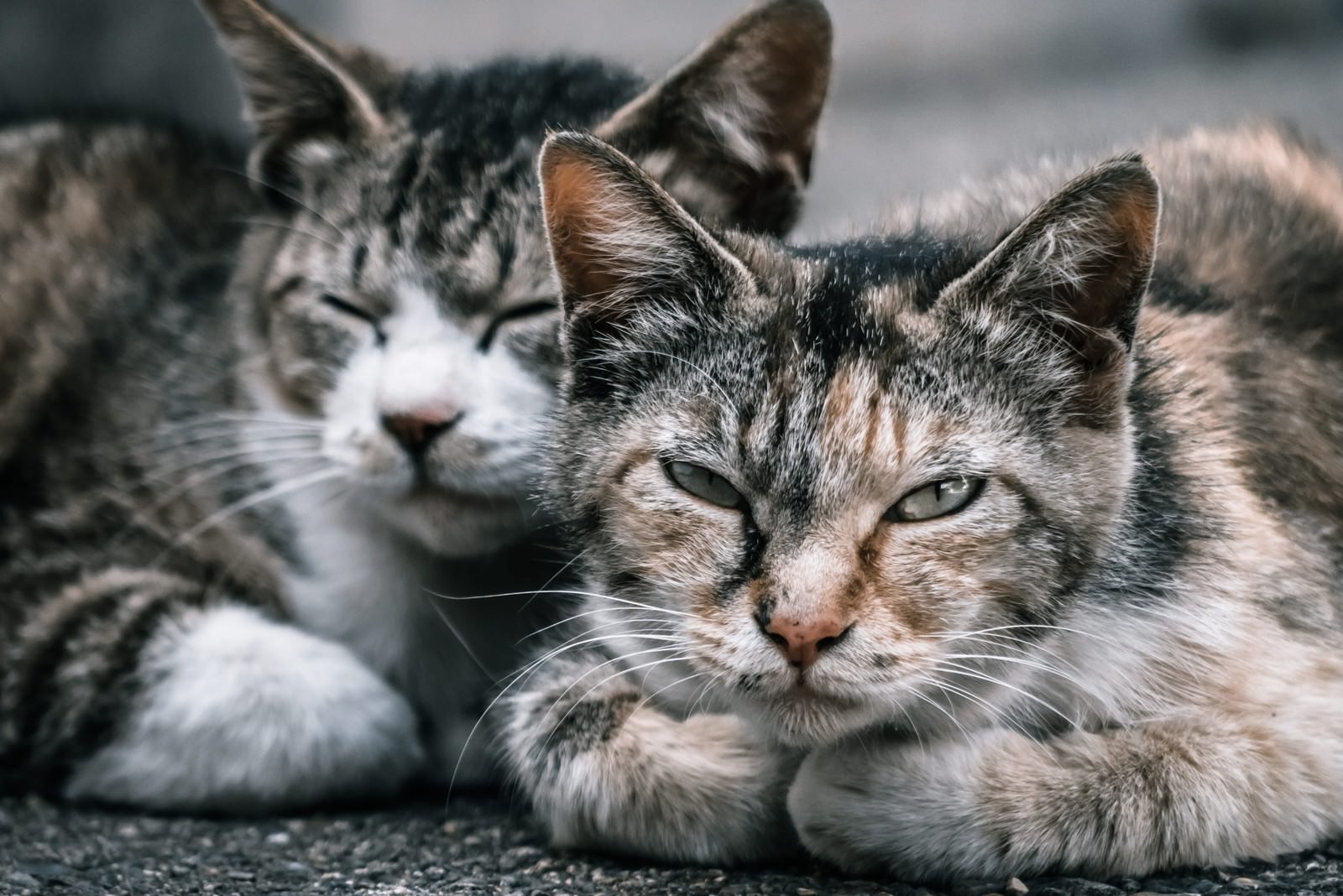 2匹の野良猫の写真素材 ぱくたそ