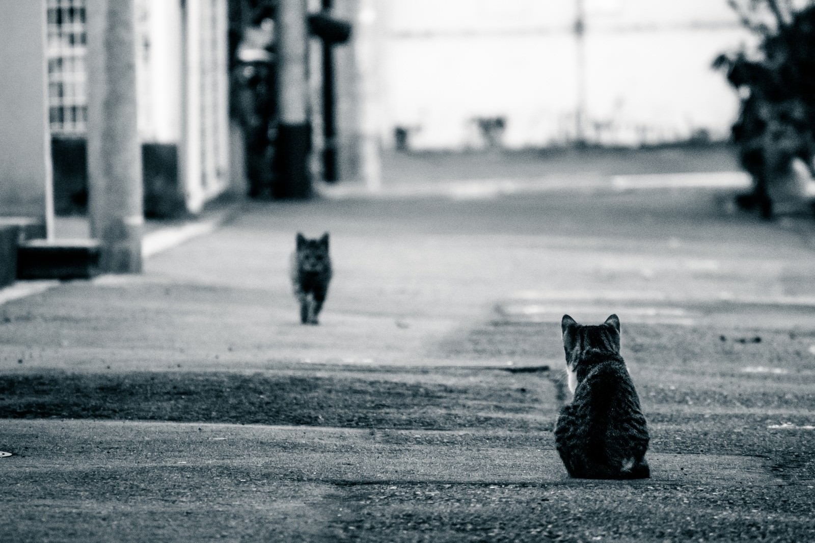 「夫の帰りを待つ猫」の写真