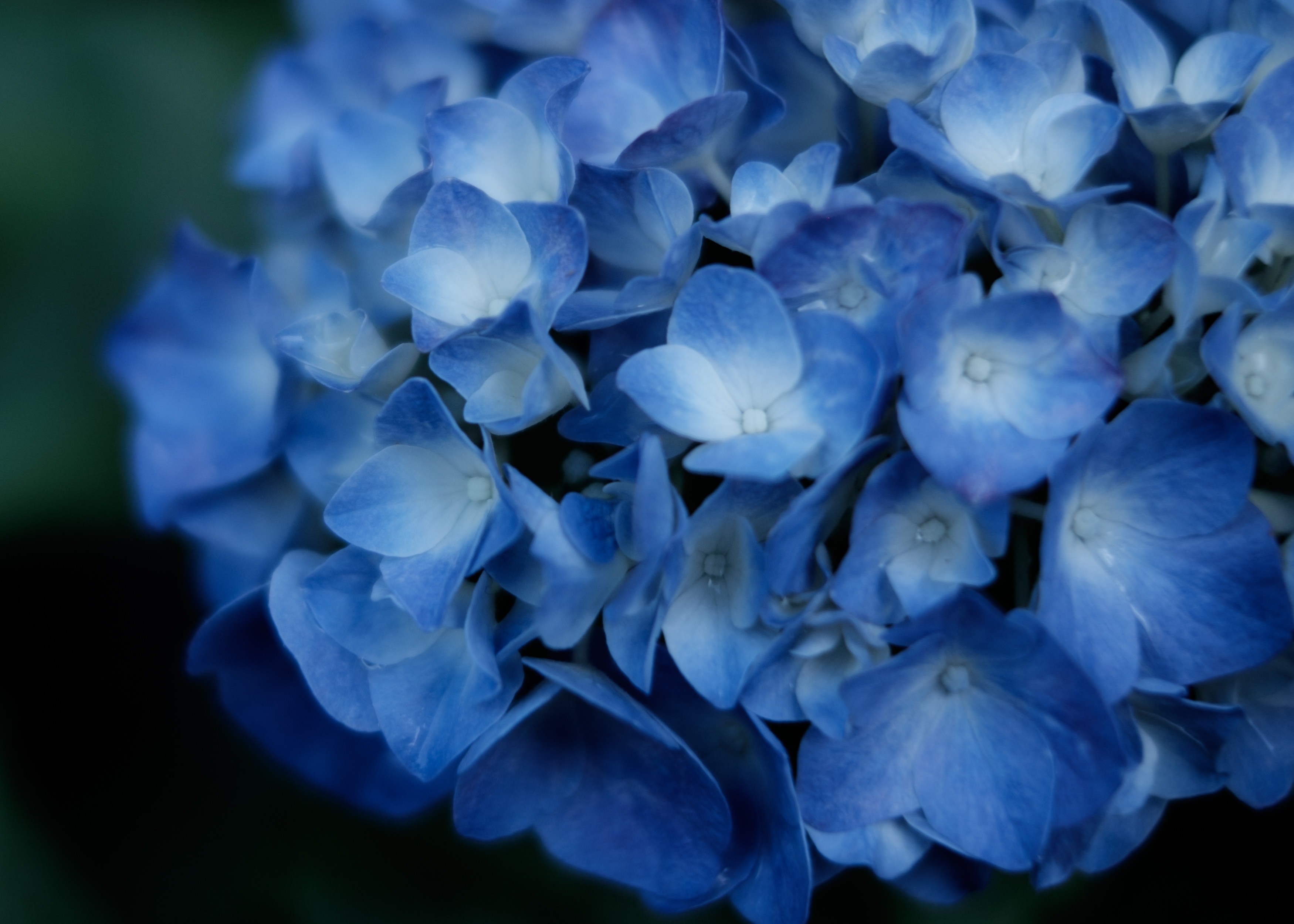 梅雨ときどき紫陽花のフリー素材 ぱくたそ