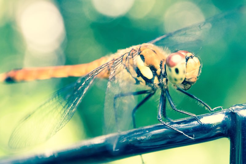 赤とんぼの写真素材 ぱくたそ