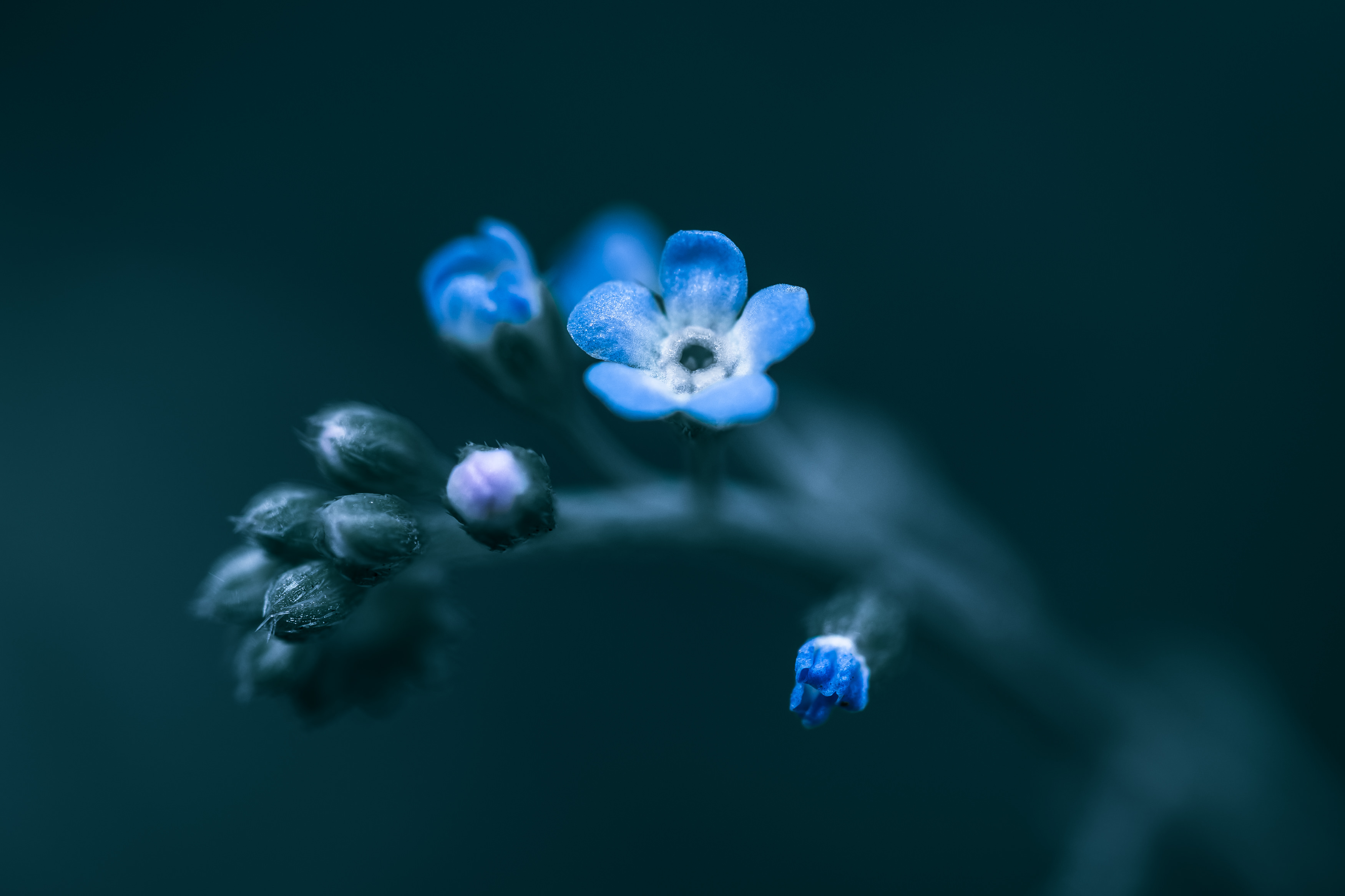 蕾から花が咲くの写真を無料ダウンロード フリー素材 ぱくたそ 蕾から花が咲くの写真を無料ダウンロード フリー素材 ぱくたそ