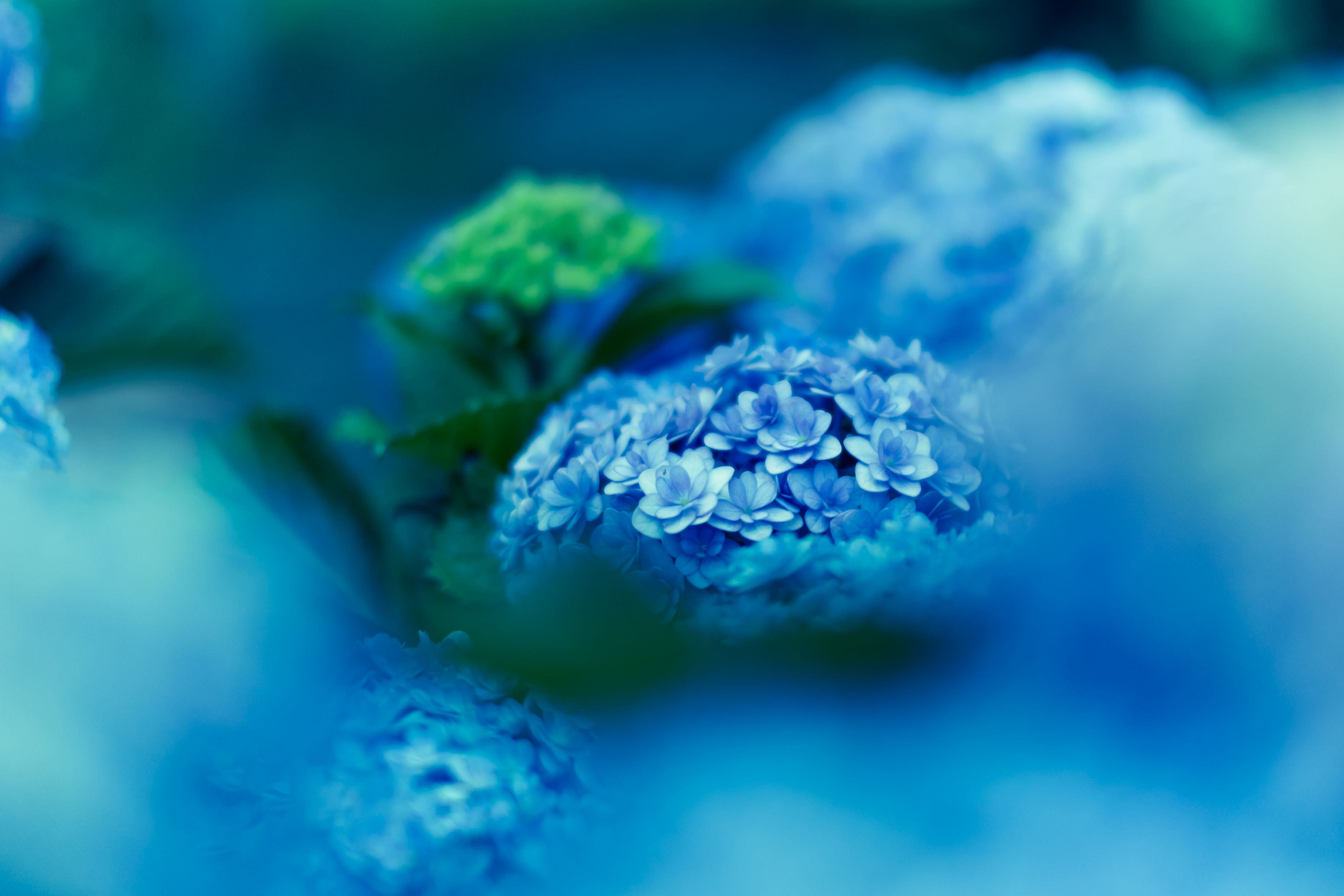 紫陽花 青い世界の写真を無料ダウンロード フリー素材 ぱくたそ 紫陽花 青い世界の写真を無料ダウンロード フリー素材 ぱくたそ