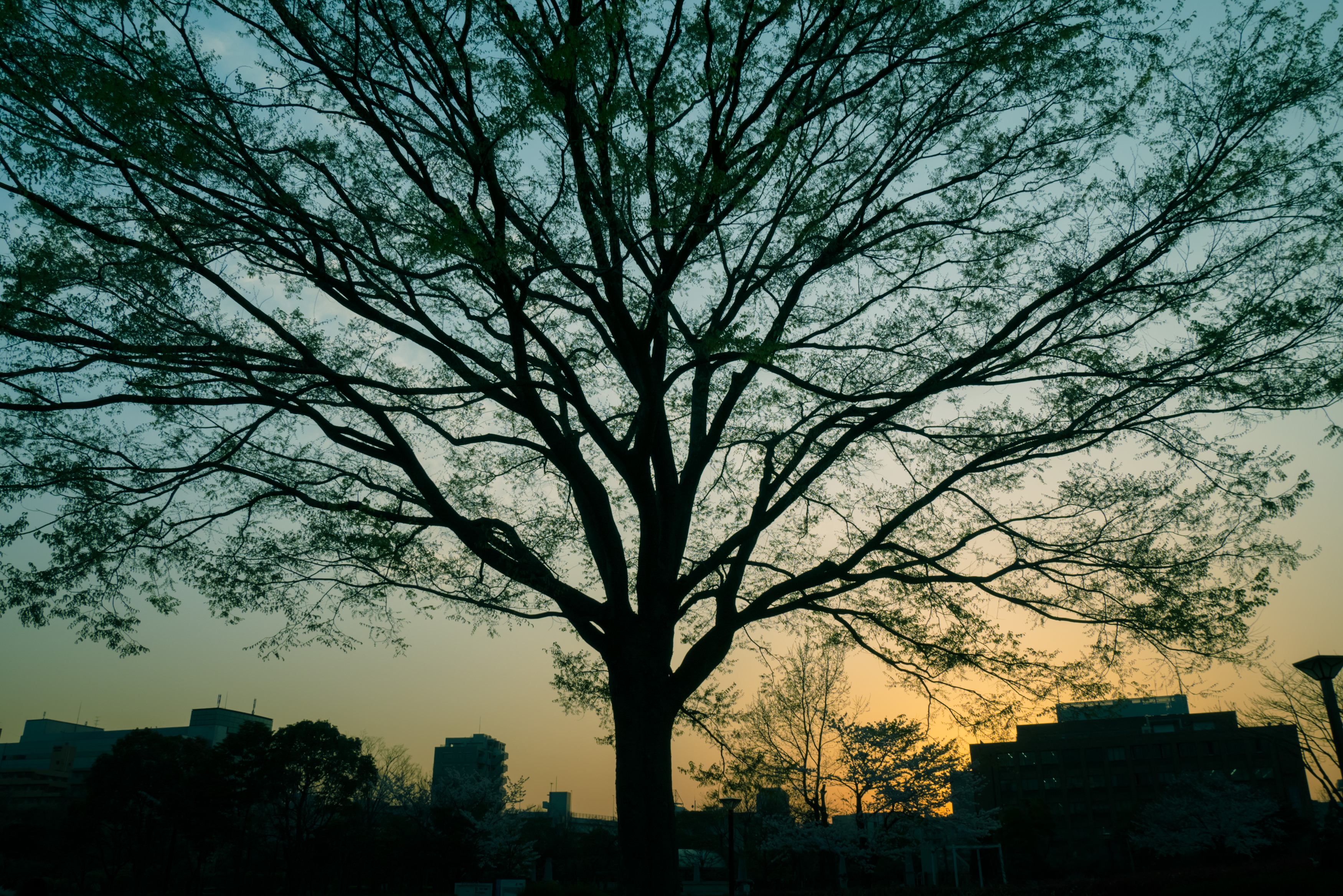 夕暮れ時の都会と巨木の写真を無料ダウンロード フリー素材 ぱくたそ