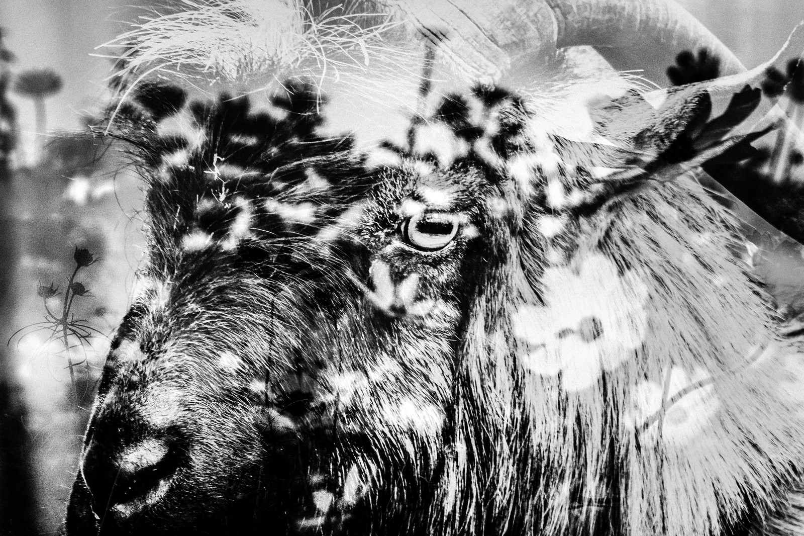 花畑と山羊の写真を無料ダウンロード フリー素材 ぱくたそ