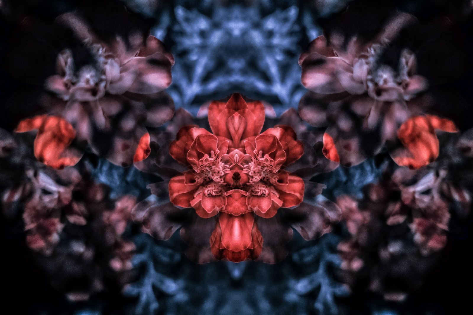 「重なる花々 | フリー素材のぱくたそ」の写真