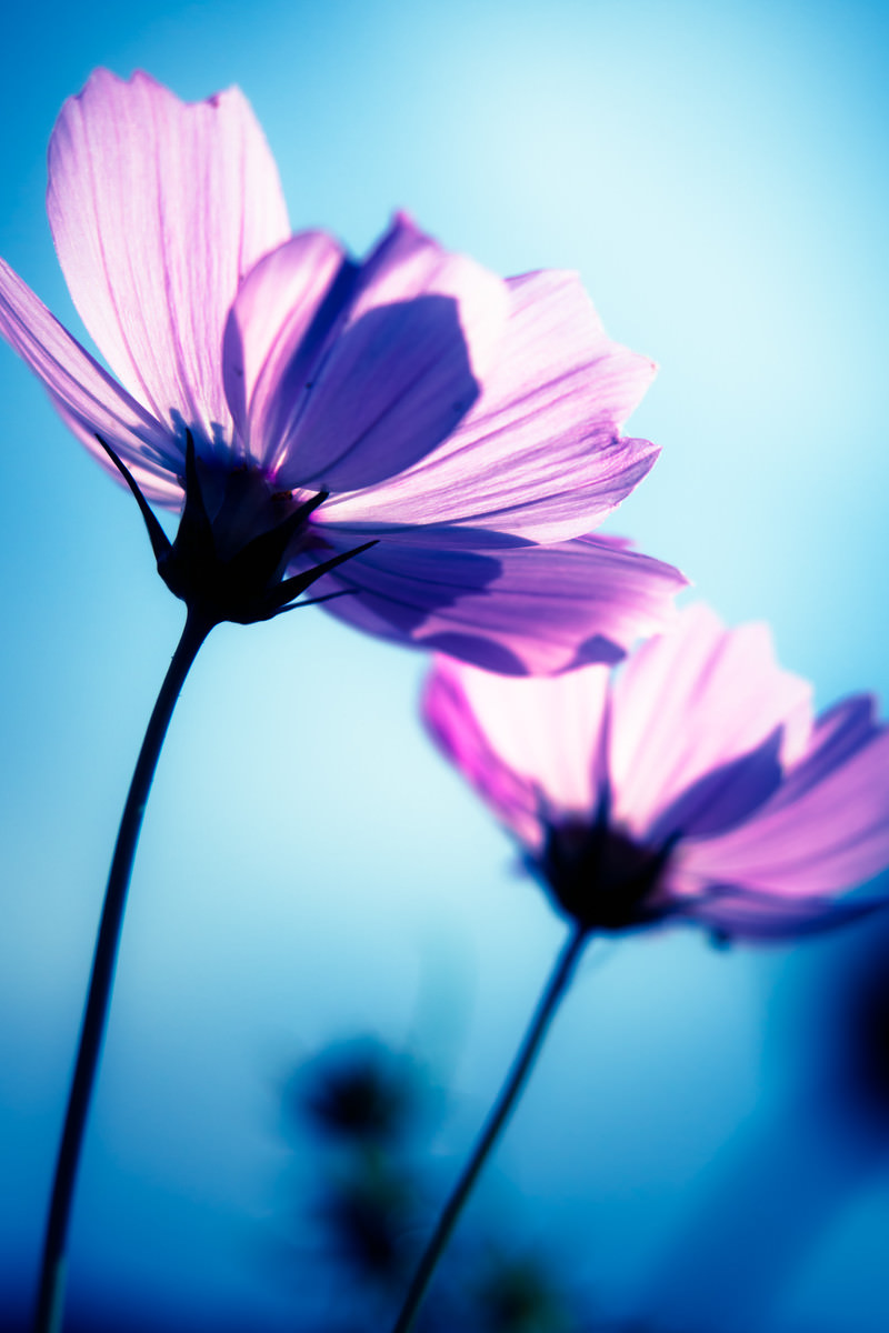 コスモスの花の写真を無料ダウンロード フリー素材 ぱくたそ