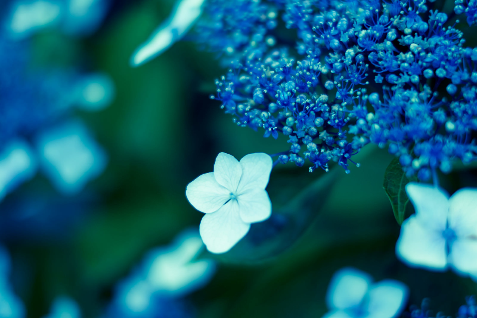 「ガクアジサイの花 | フリー素材のぱくたそ」の写真