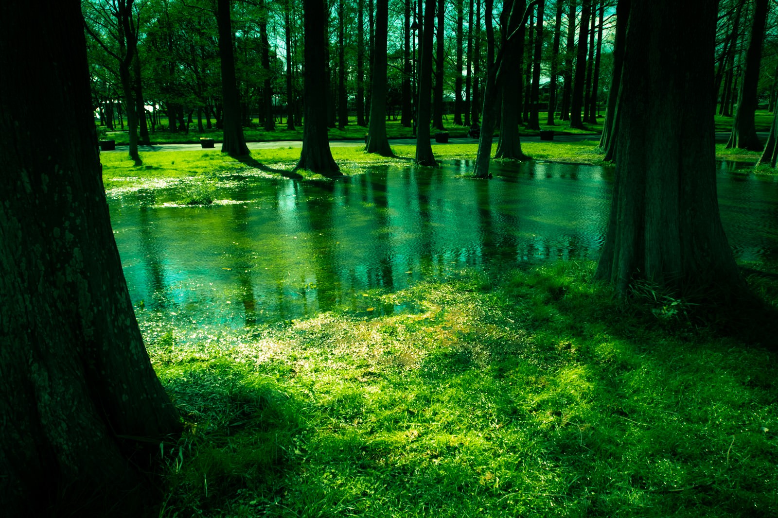 ãæ°´åå¬åã®æ¨ãã¨æ°´ãã¾ããã®åç