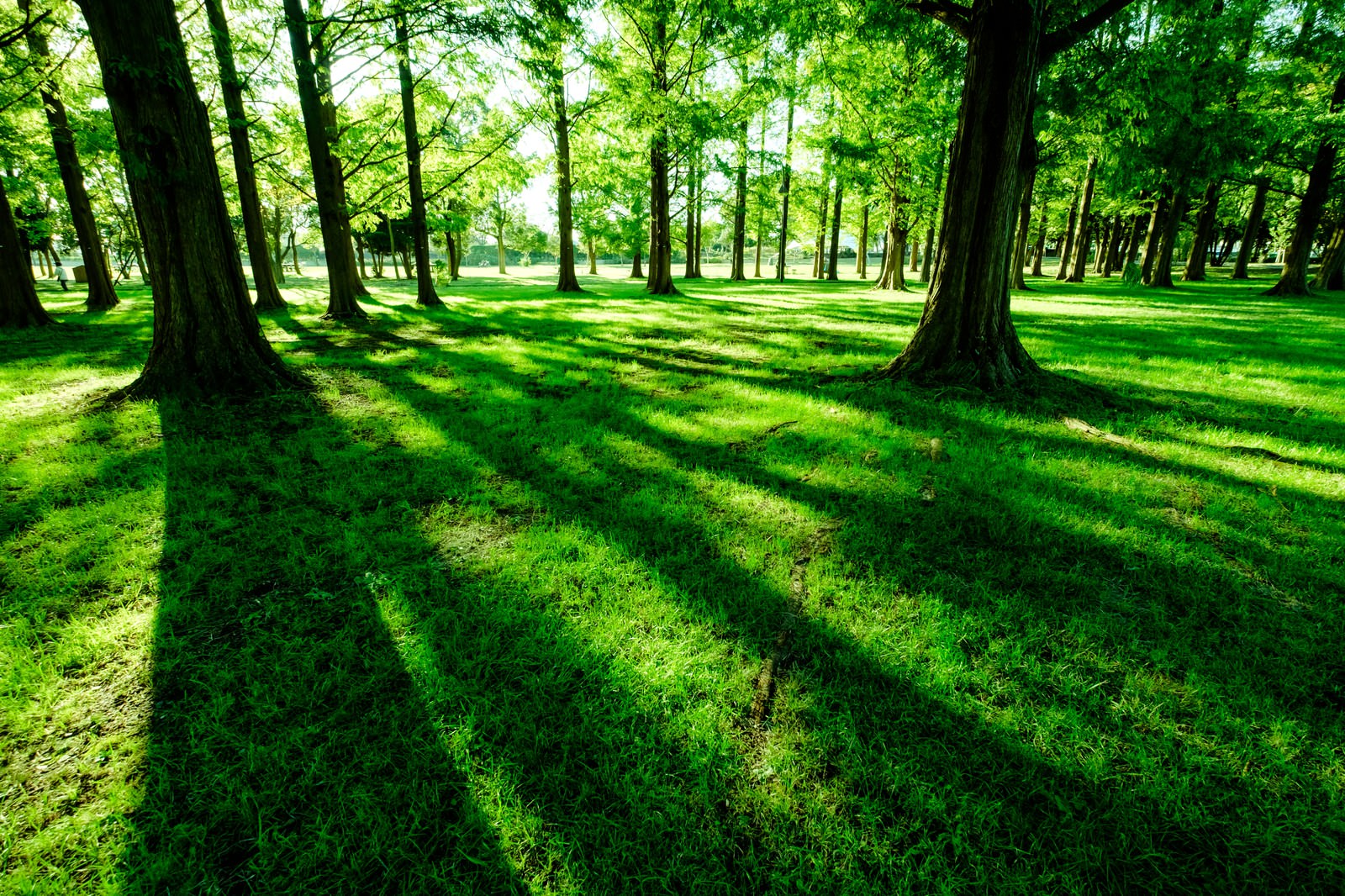 緑あふれる水元公園の写真 画像 フリー素材 ぱくたそ