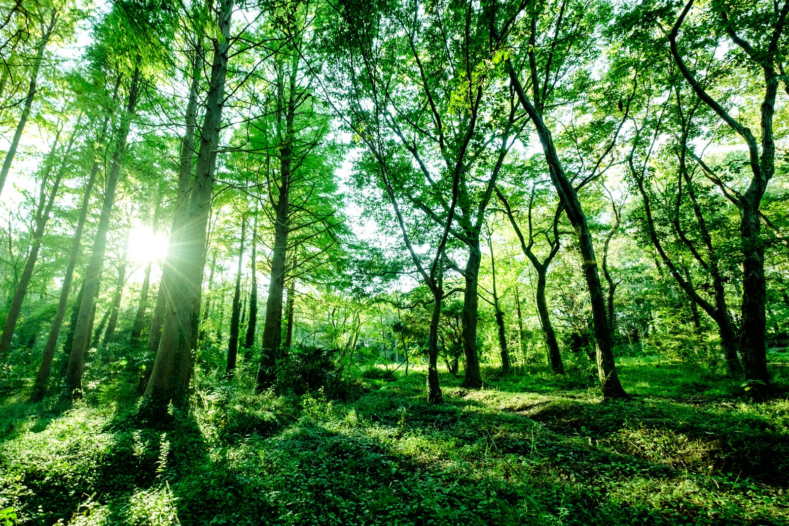 森の中の生い茂る木々の写真素材 ぱくたそ