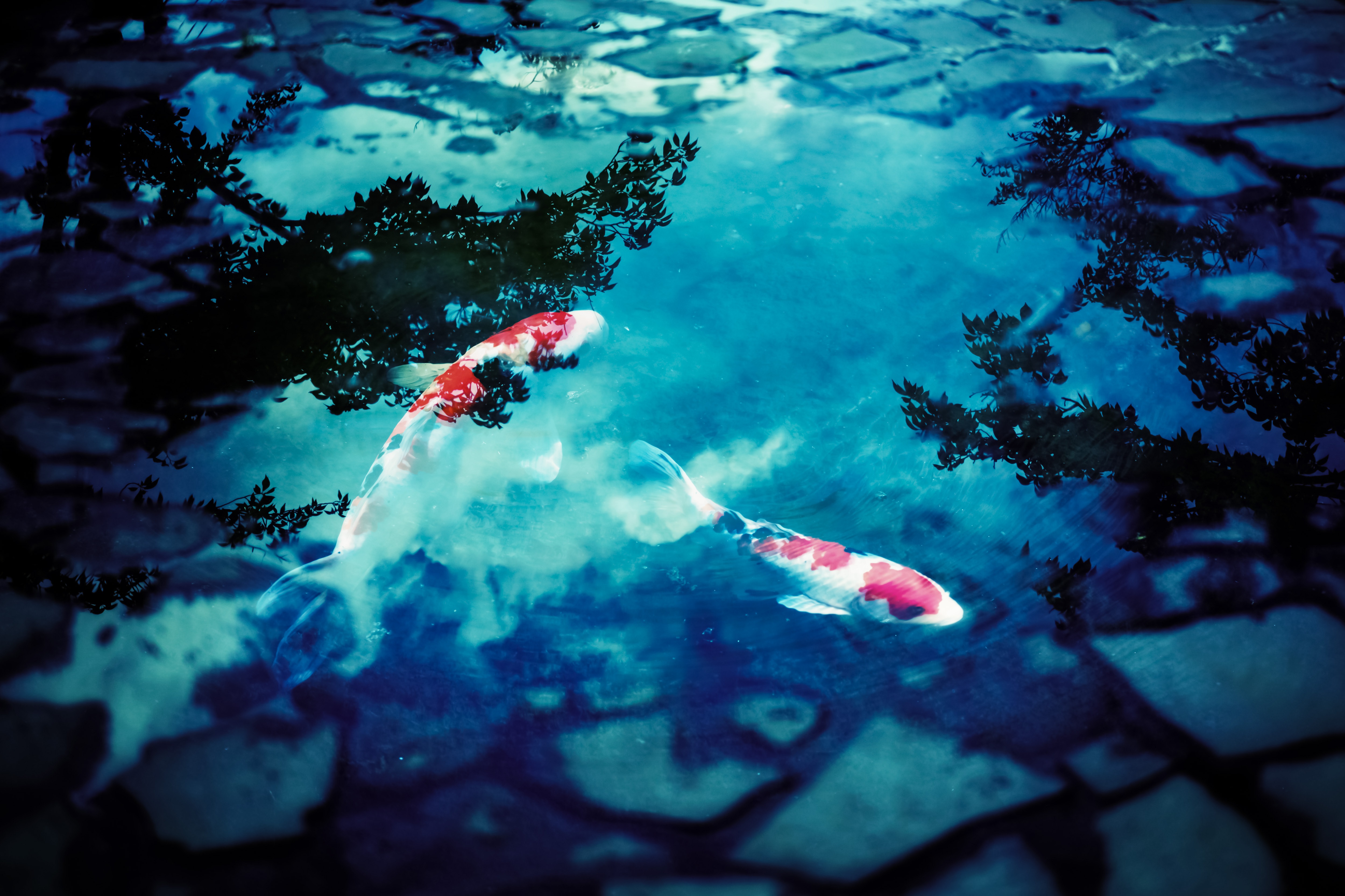 水たまりと鯉 フォトモンタージュ の写真を無料ダウンロード フリー素材 ぱくたそ 水たまりと鯉 フォトモンタージュ の写真を無料ダウンロード フリー素材 ぱくたそ