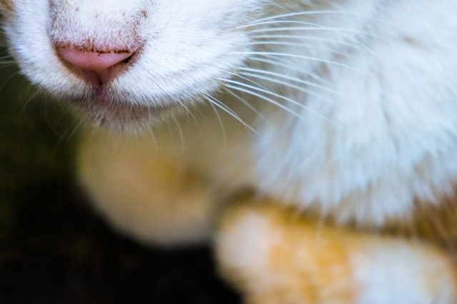 動こうとしない老猫