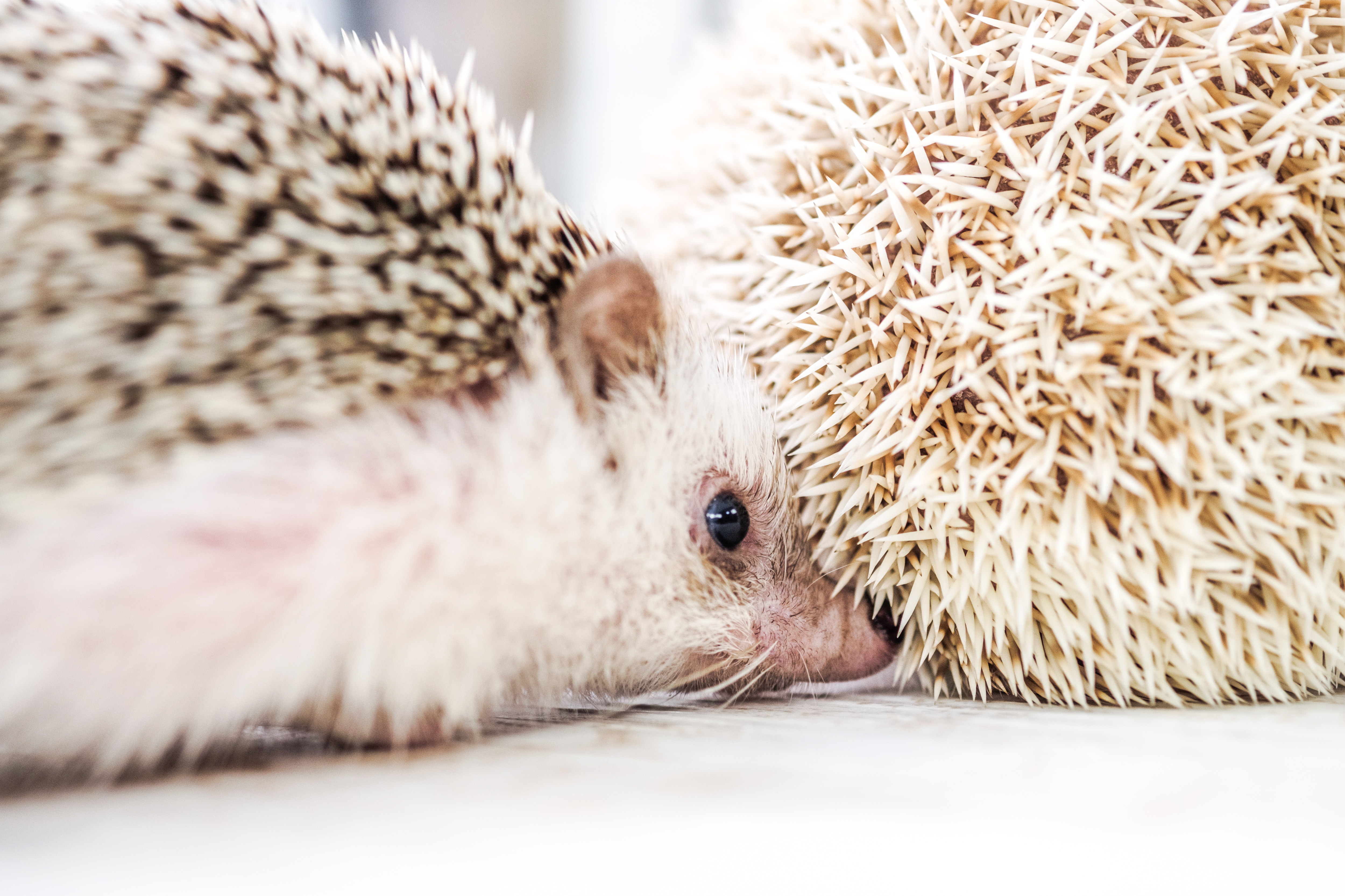 はりねずみのお尻を嗅ぐハリネズミの写真を無料ダウンロード フリー素材 ぱくたそ