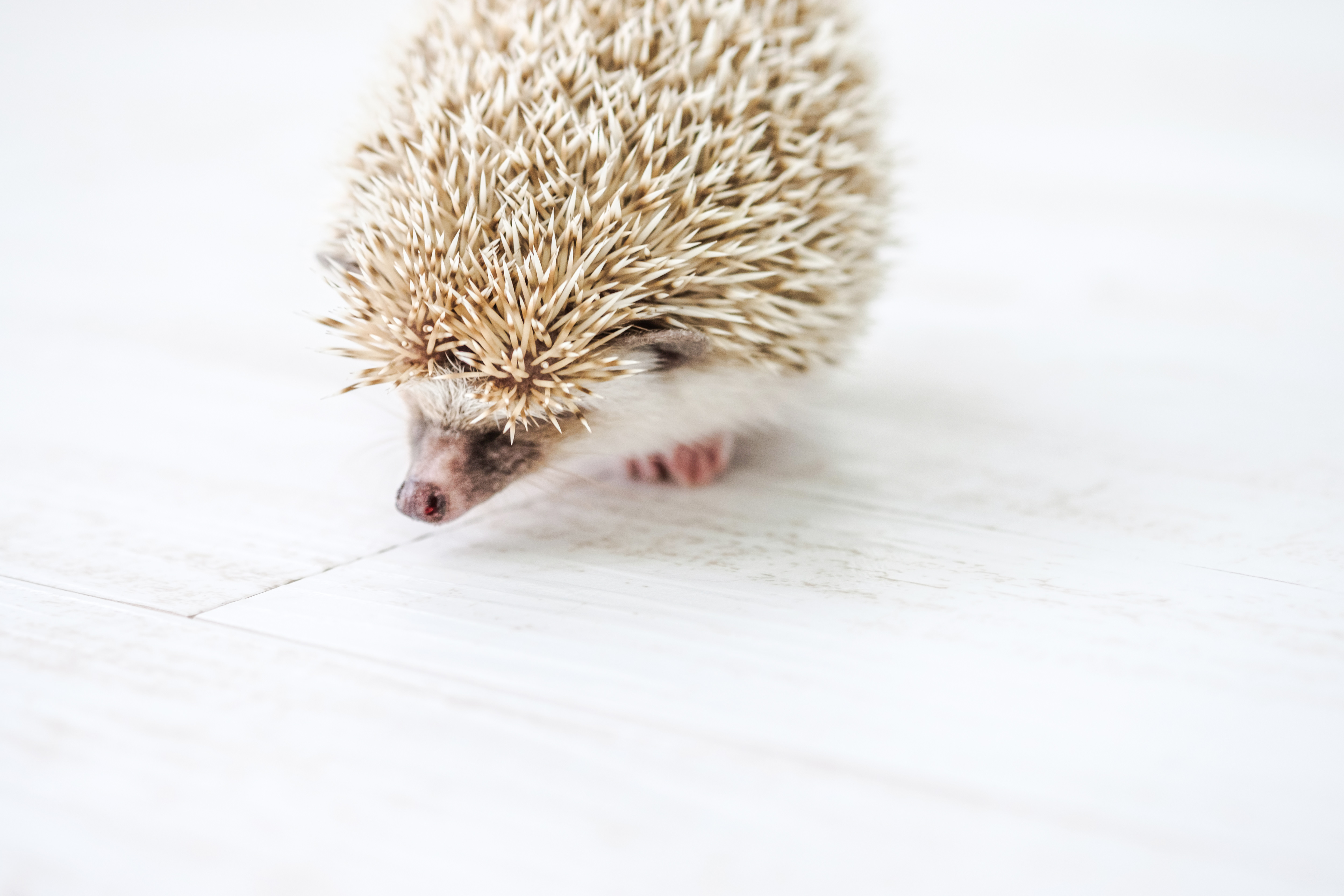俯きながら歩くハリネズミの無料の写真素材 フリー素材 をダウンロード ぱくたそ