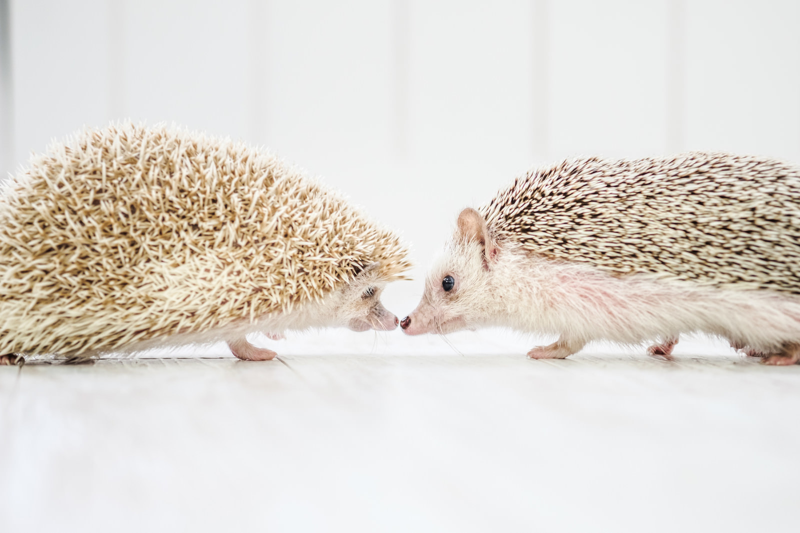 キスするハリネズミのカップルの写真 画像 フリー素材 ぱくたそ