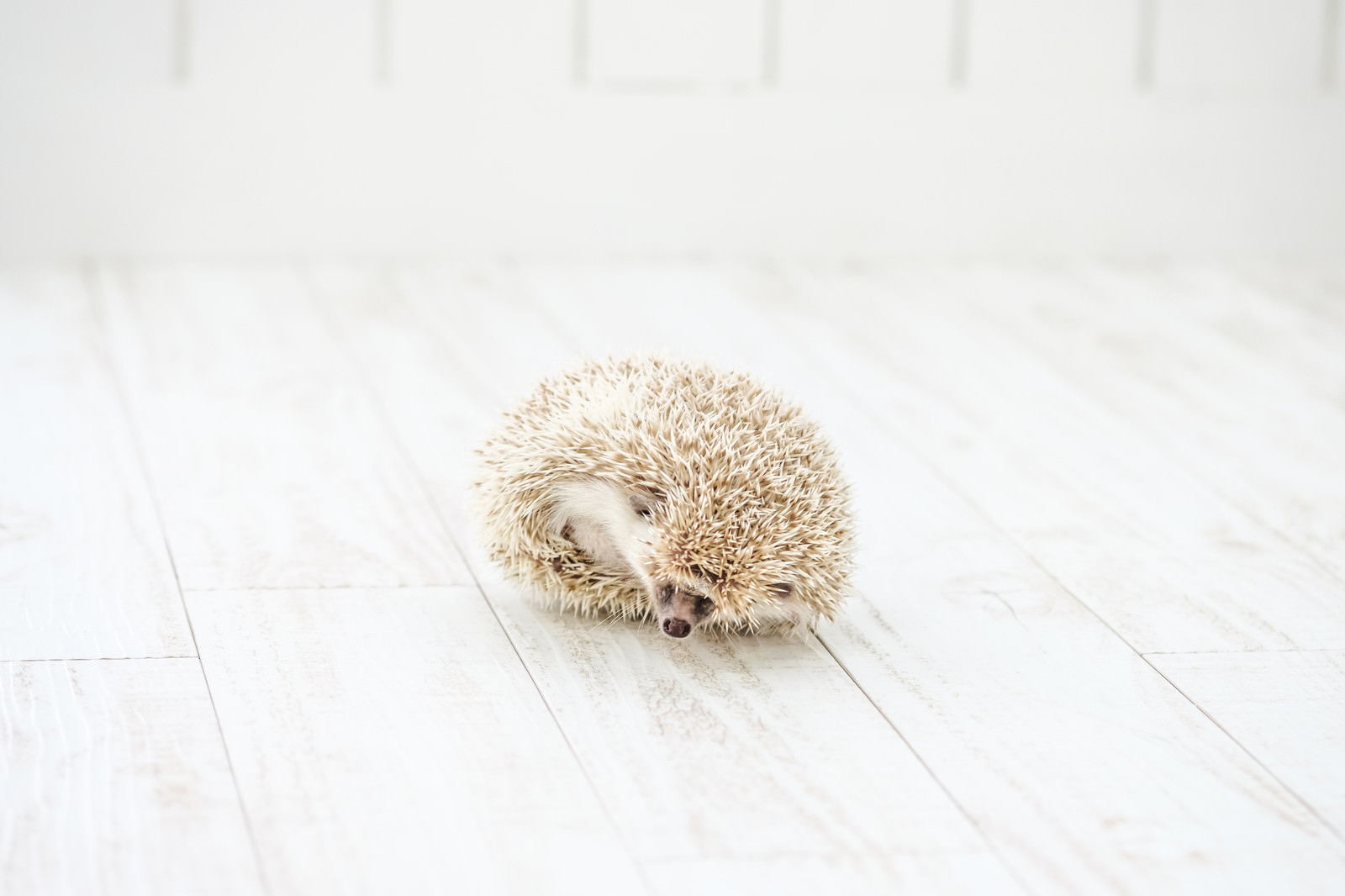 丸くなる様子のハリネズミの写真を無料ダウンロード フリー素材 ぱくたそ 丸くなる様子のハリネズミの写真を無料ダウンロード フリー素材 ぱくたそ