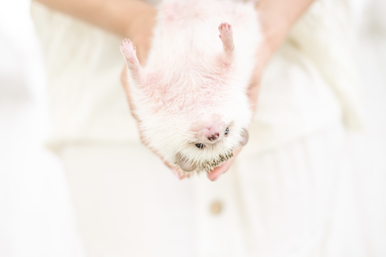 「飼い主の手の上で無防備な仰向け姿のハリネズミ」の写真