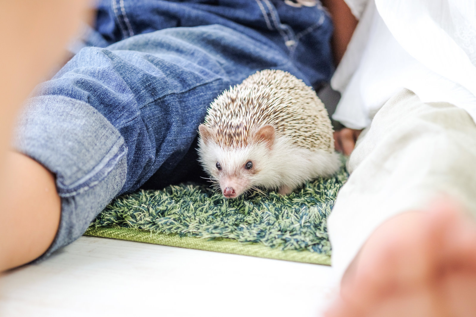 「飼い主に囲まれるハリネズミ」の写真