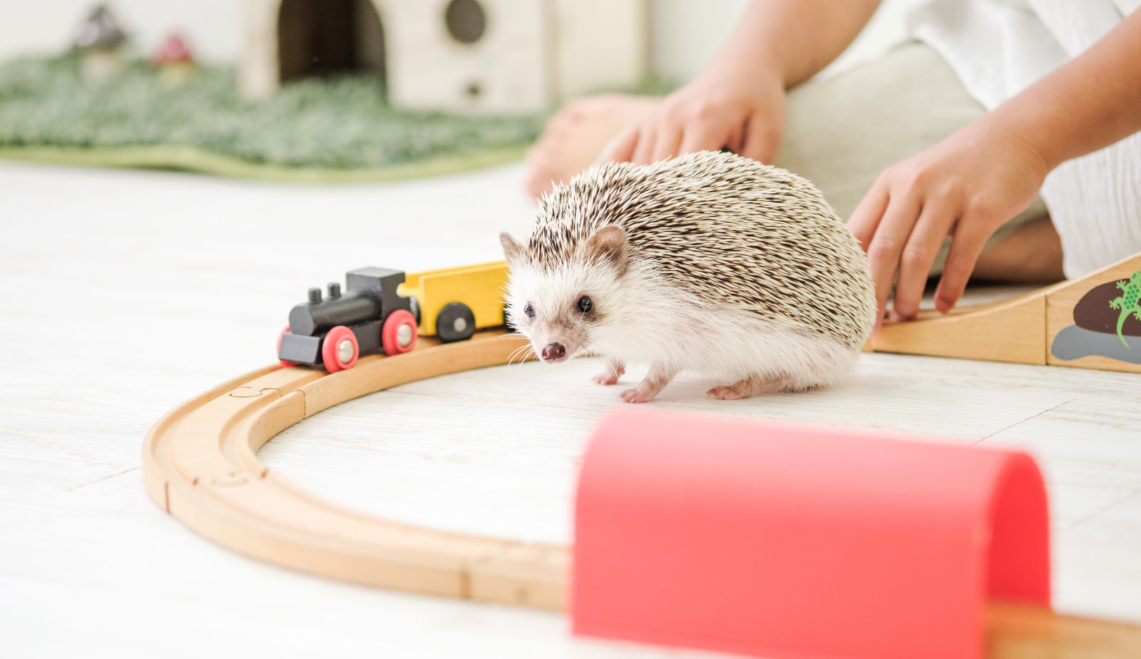 ãæ¨ã®ã¬ã¼ã«ã®ããã¡ãã§é£¼ãä¸»ã¨ä¸ç·ã«éã¶ããªããºãã