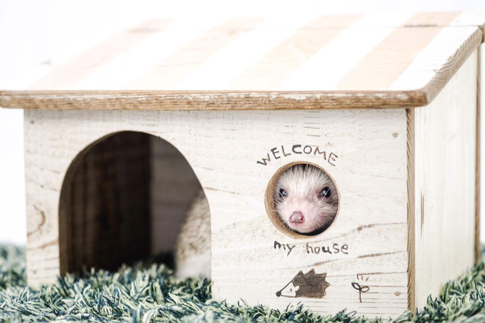 「小屋にある丸い窓から顔を出すハリネズミ」の写真