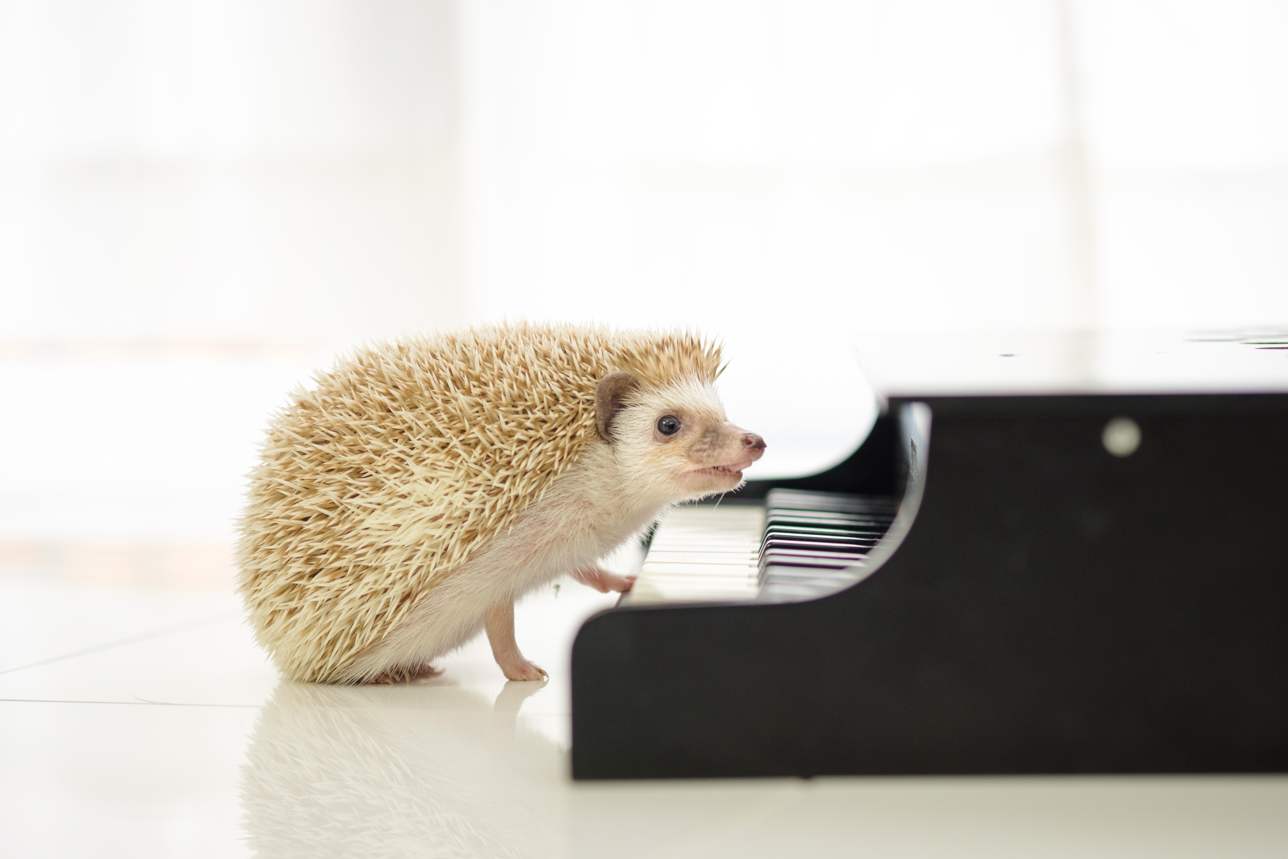 ピアノの鍵盤とハリネズミの写真を無料ダウンロード フリー素材 ぱくたそ