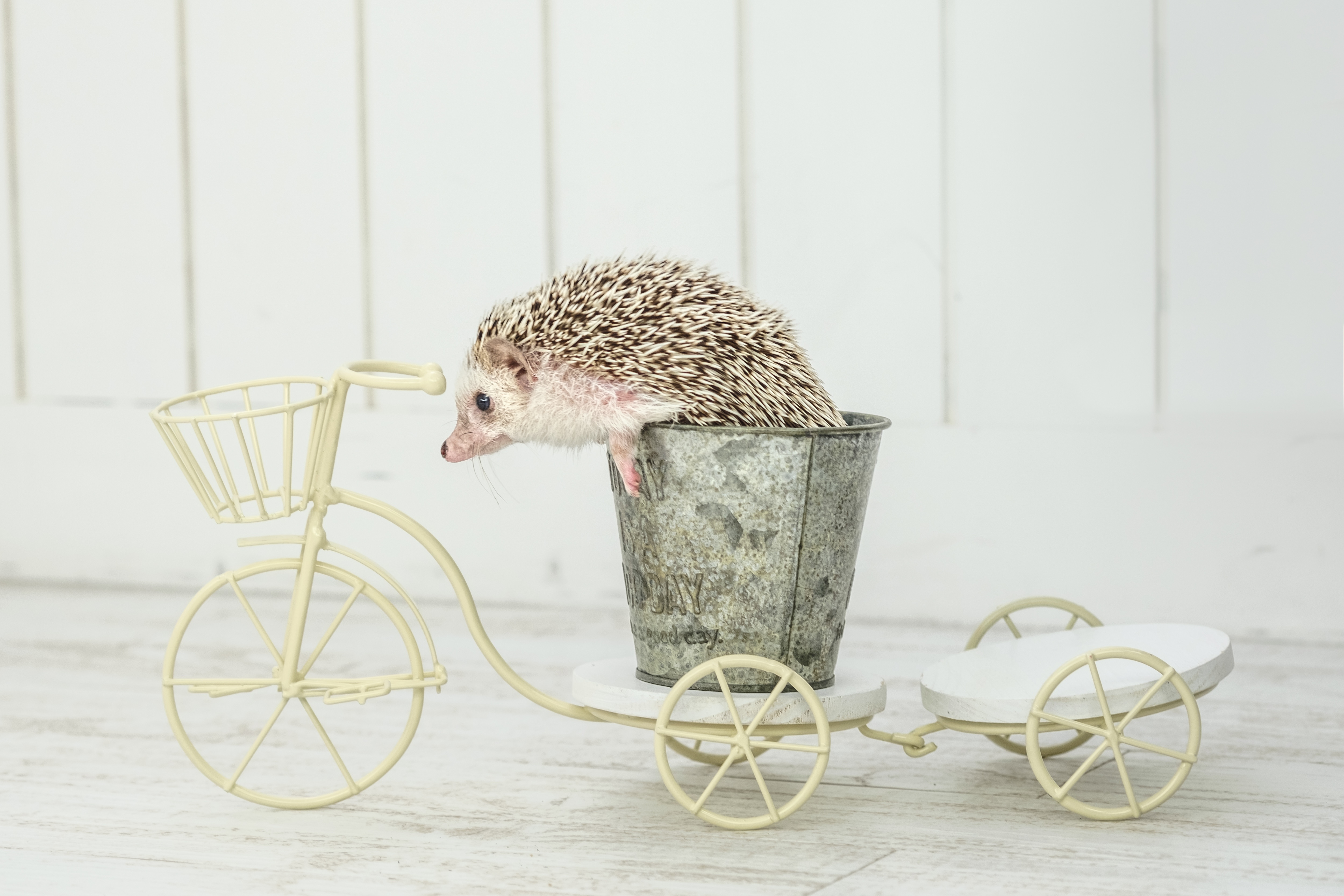 自転車に乗るハリネズミの写真を無料ダウンロード フリー素材 ぱくたそ 自転車に乗るハリネズミの写真を無料ダウンロード フリー素材 ぱくたそ