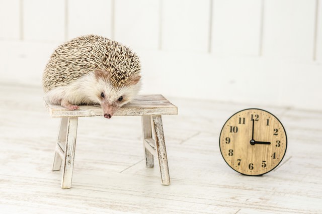 午後3時まで寝てもうた（ハリネズミ）