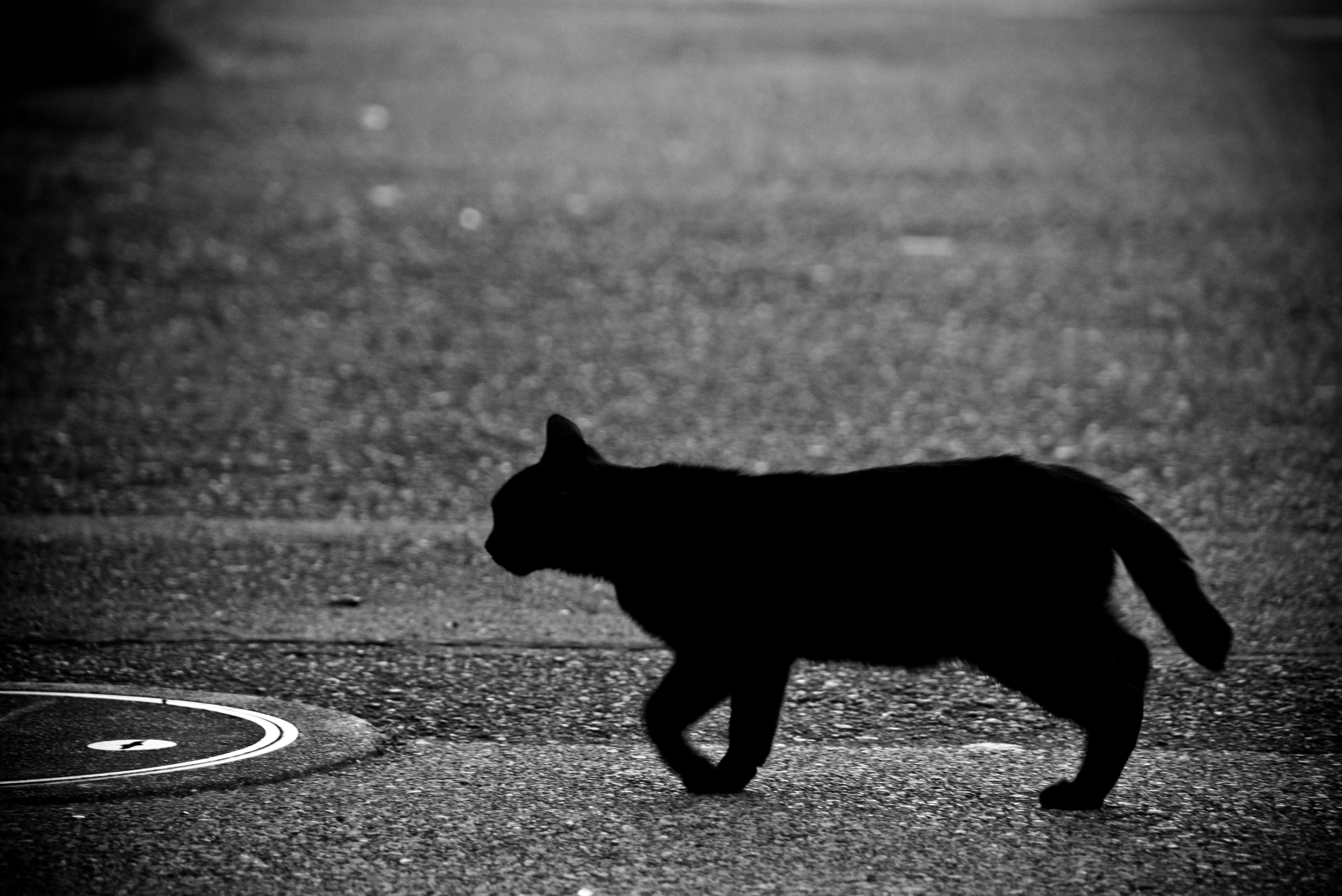 目の前を横切る黒猫の写真を無料ダウンロード フリー素材 ぱくたそ