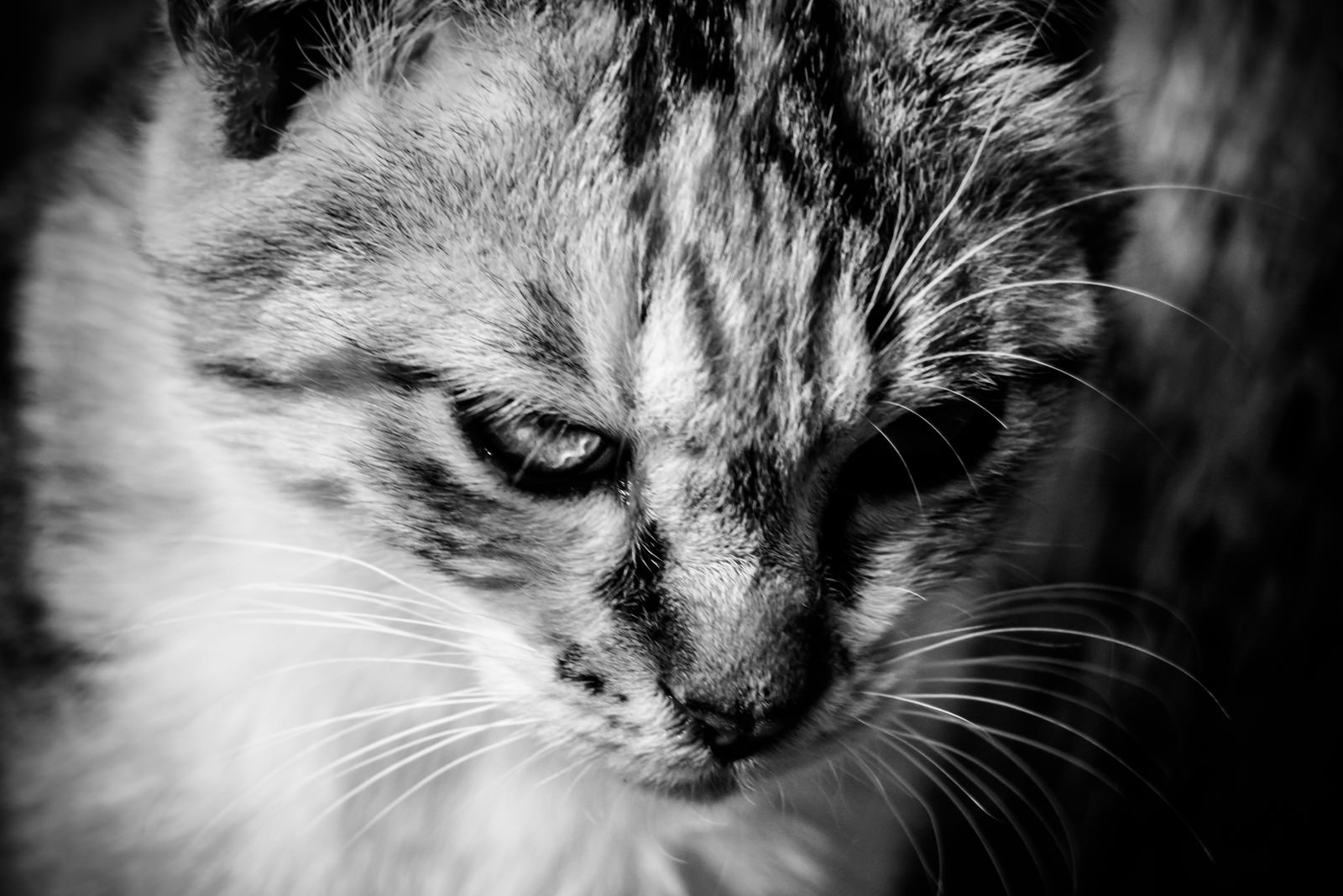 「今はカタギ猫 | フリー素材のぱくたそ」の写真