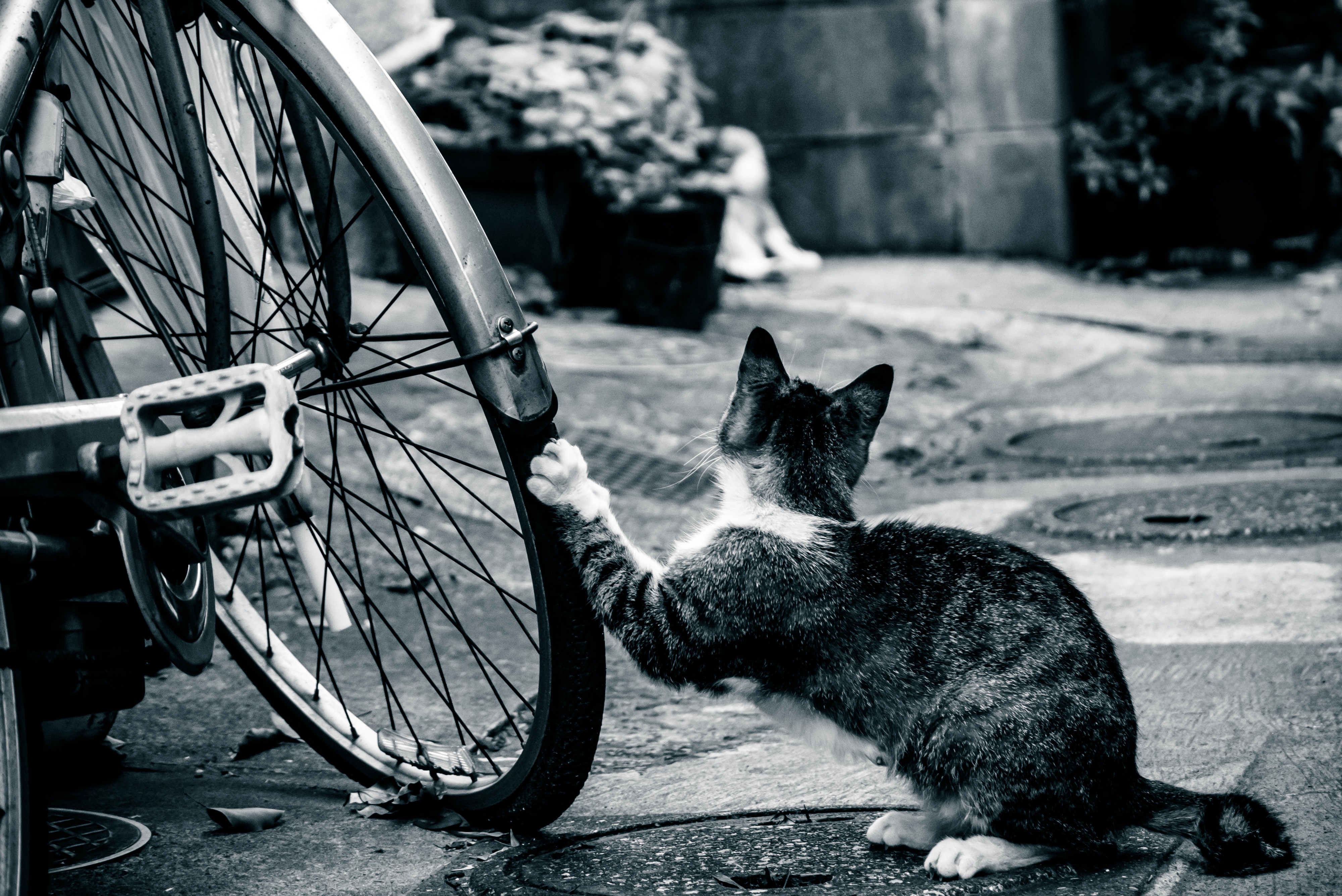 自転車を漕いで交差点に近づいた時 コーナーから突然黒い猫が現れたら
