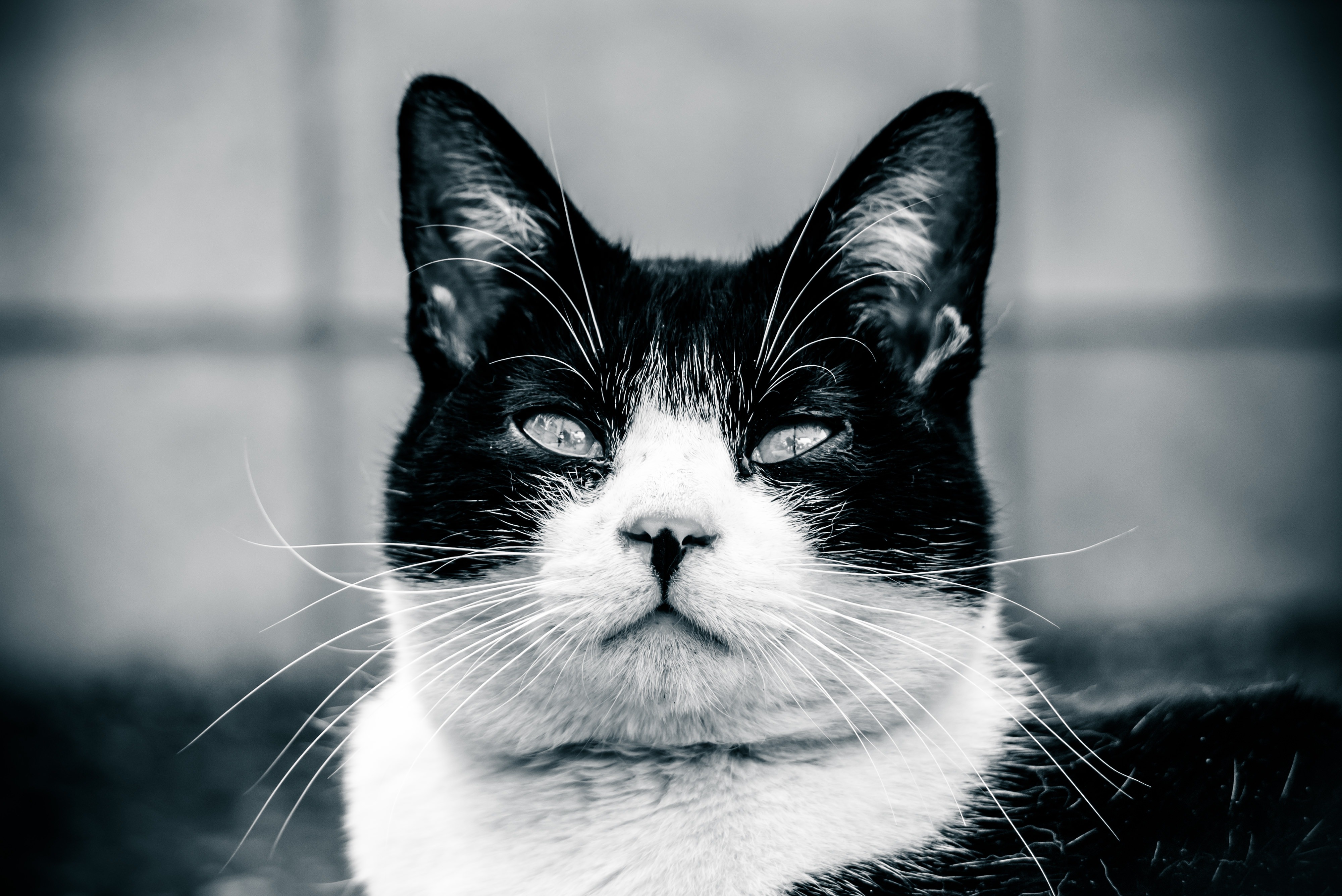 意識の低いデブ猫の写真 画像 を無料ダウンロード フリー素材のぱくたそ