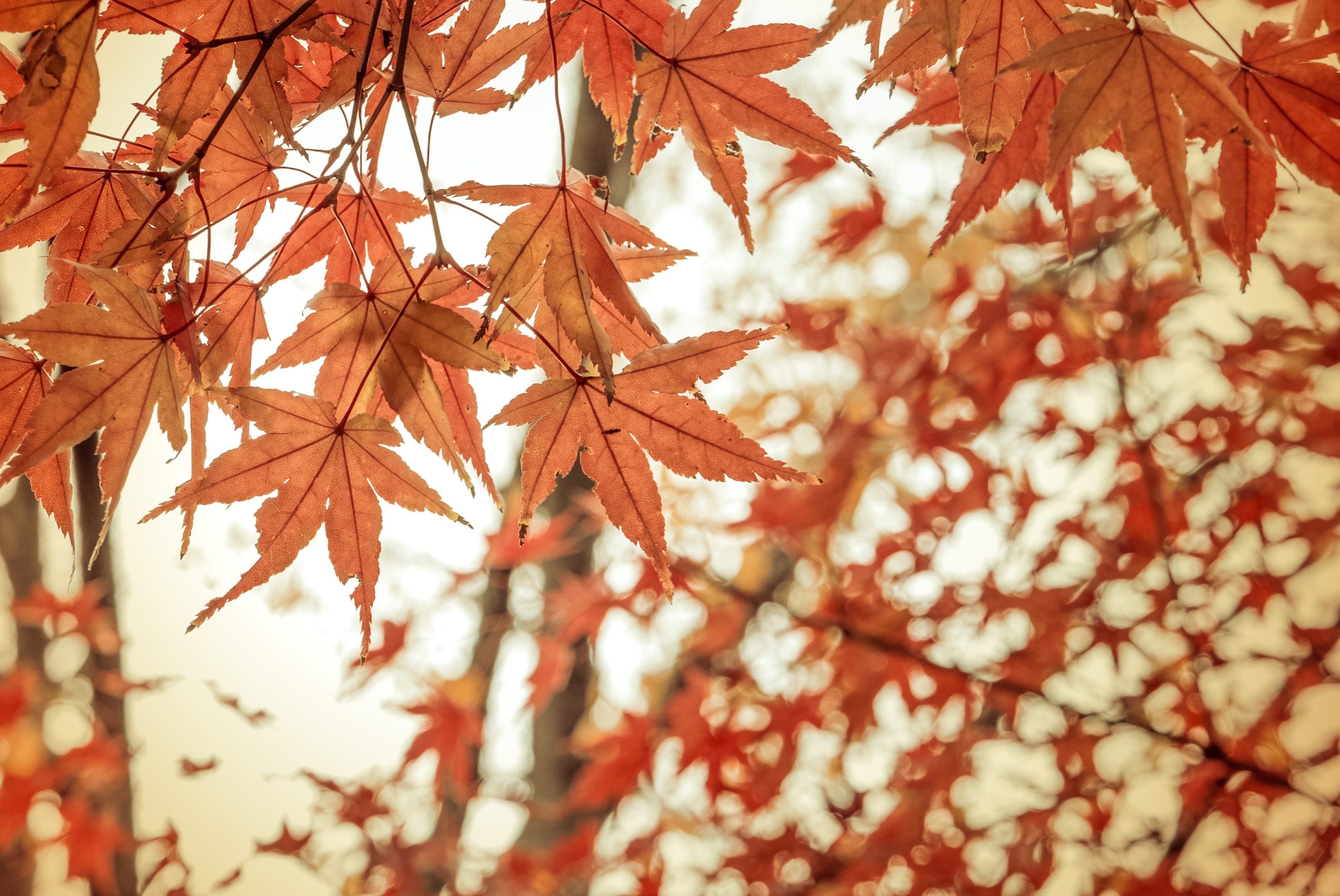 紅葉と和の写真を無料ダウンロード フリー素材 ぱくたそ