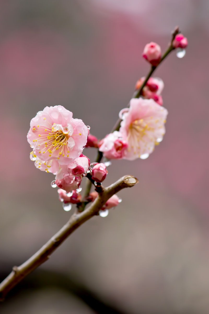 雨に濡れたピンクの梅の花の写真を無料ダウンロード フリー素材 ぱくたそ