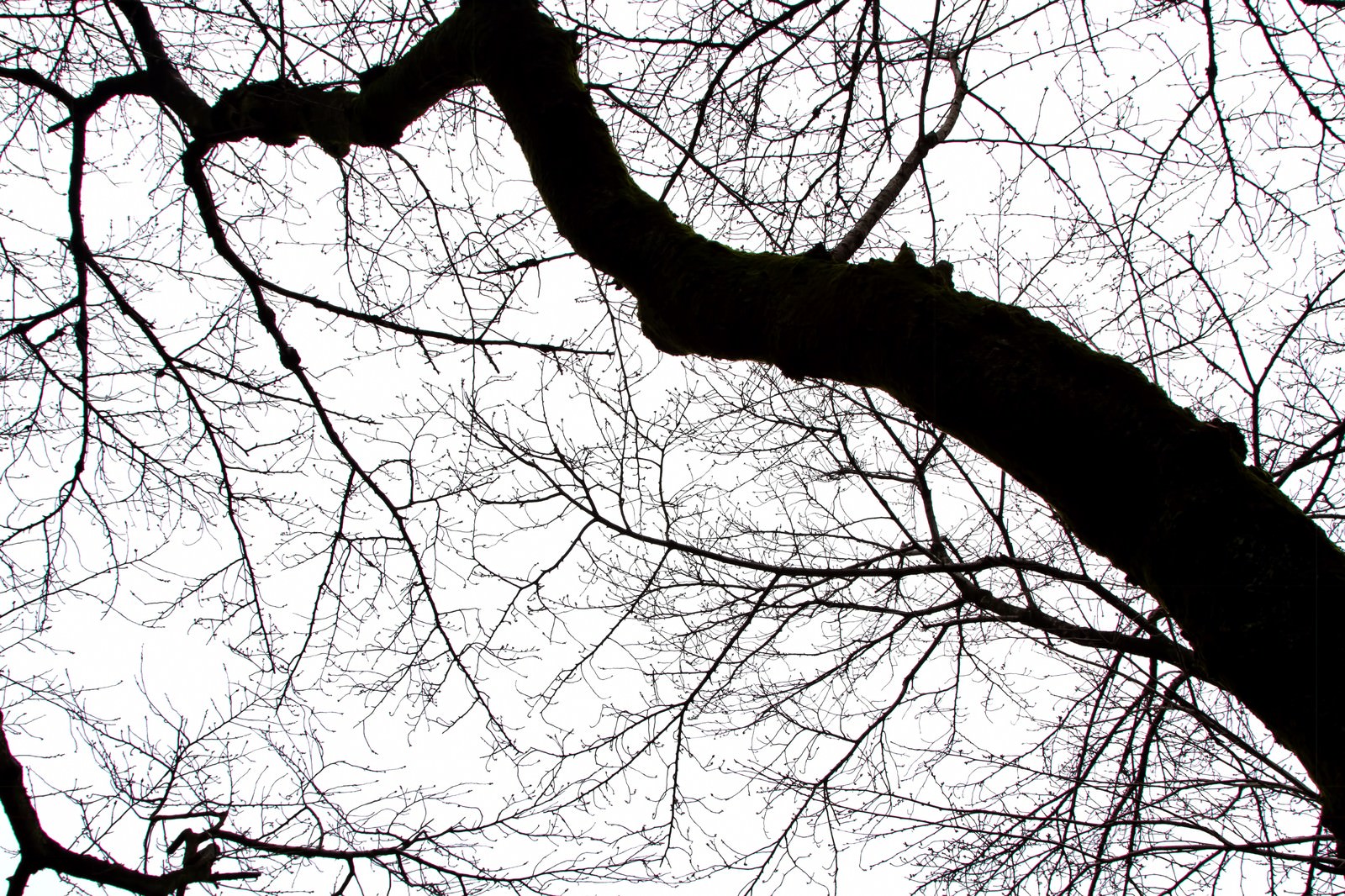不気味な木の枝の写真素材 - ぱくたそ